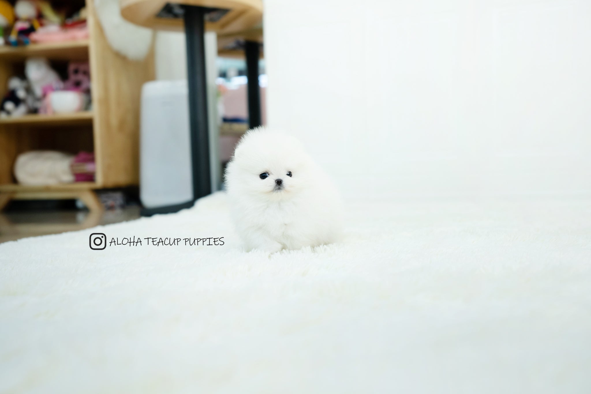 Benjamin [TEACUP POMERANIAN]