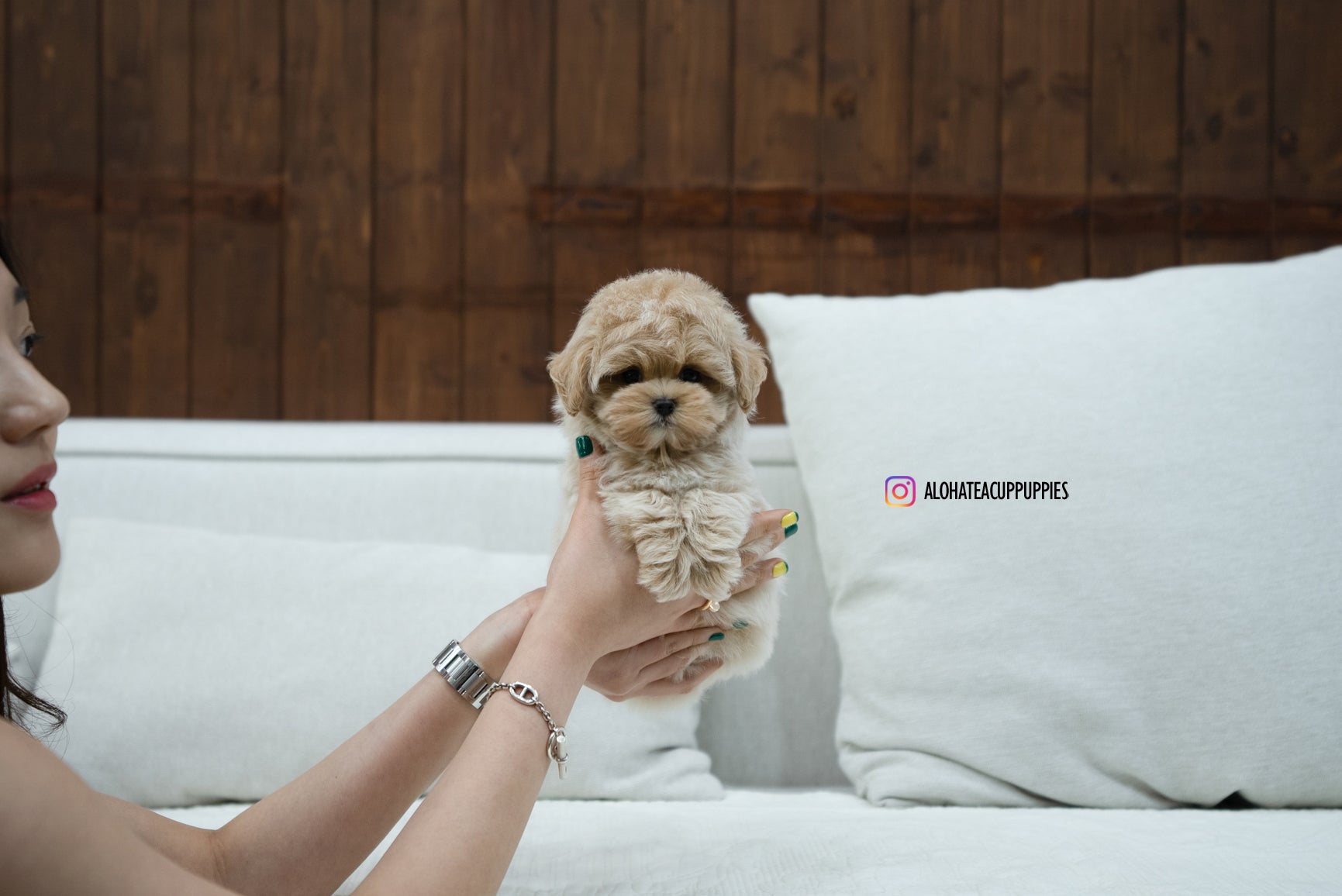 KAKA [TEACUP MALTIPOO]