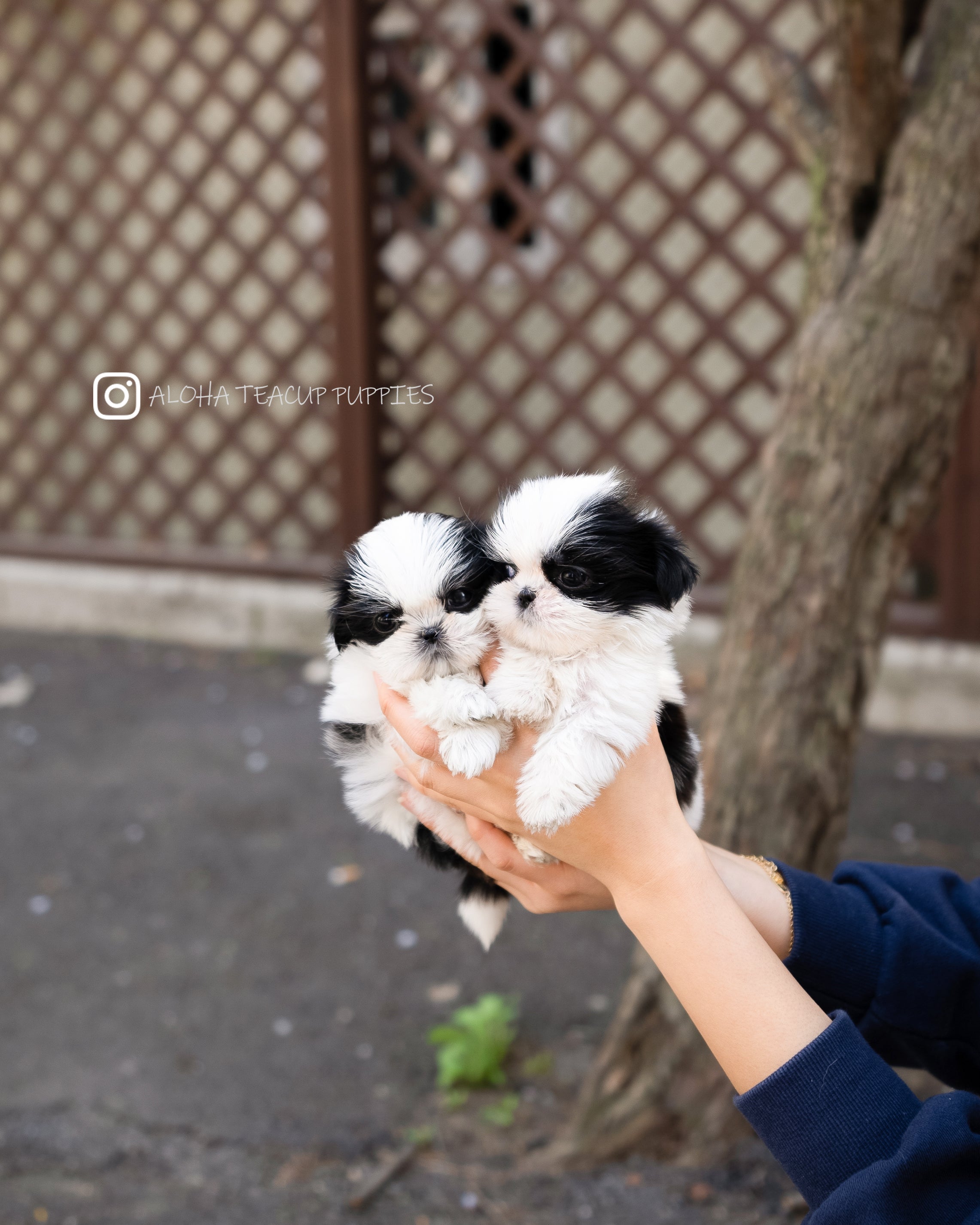 Jude [TEACUP SHIHTZU]
