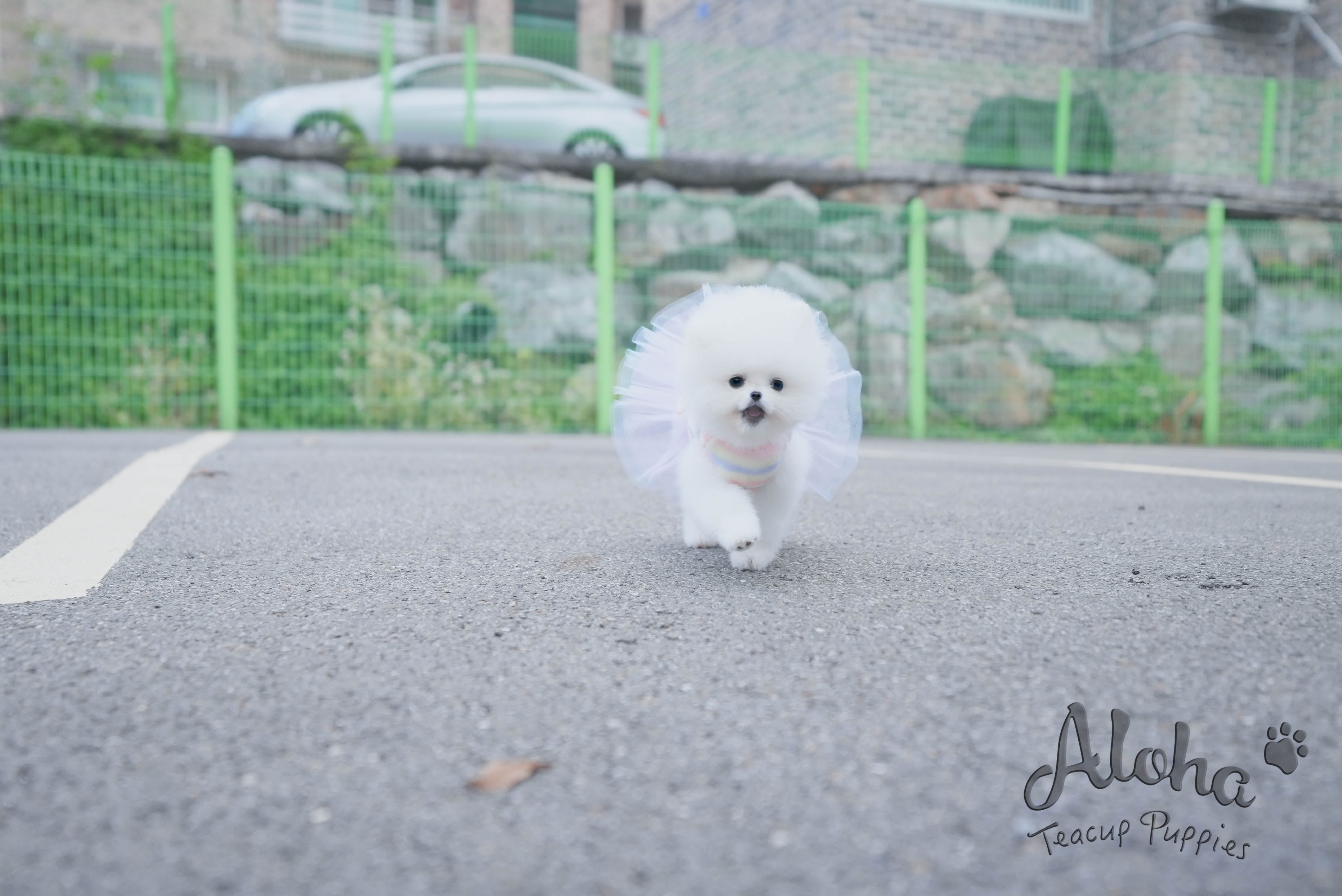 Bear [TEACUP POMERANIAN]