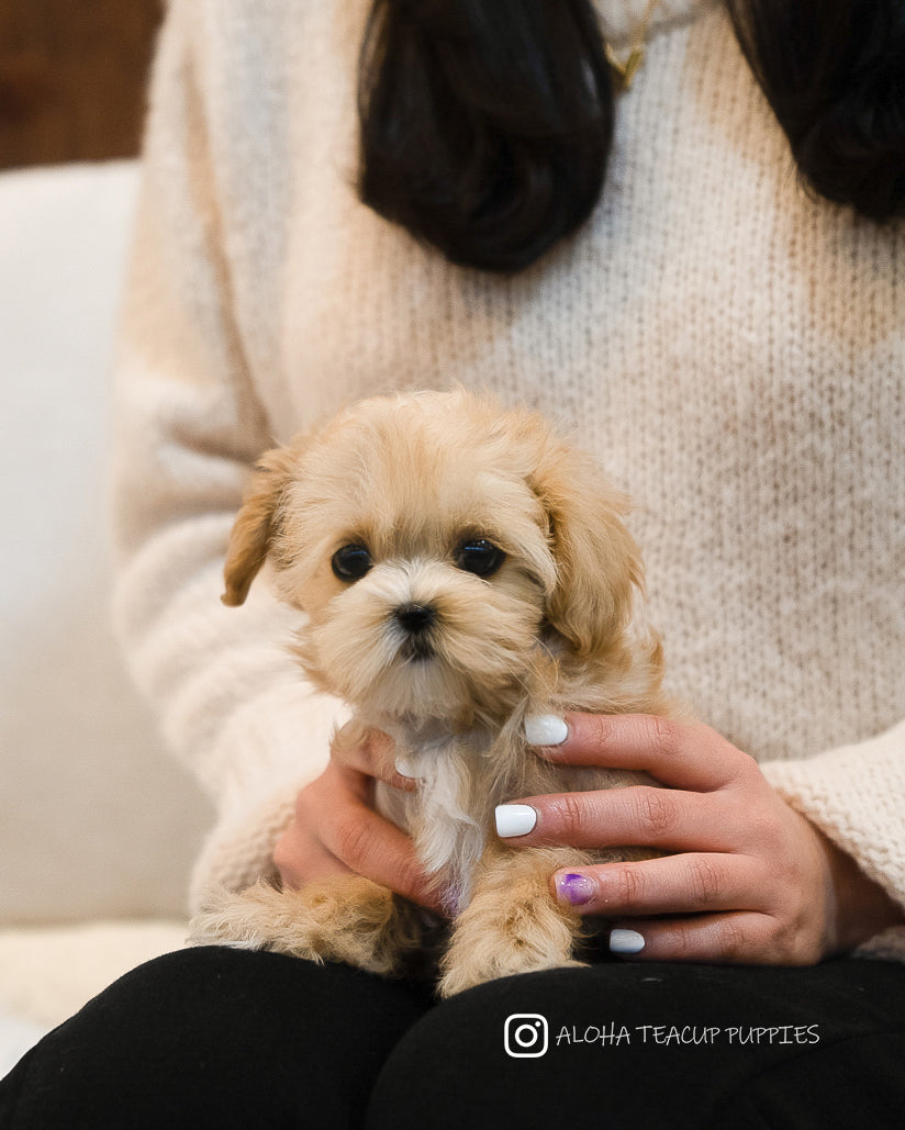 Keily [TEACUP MALTIPOO]