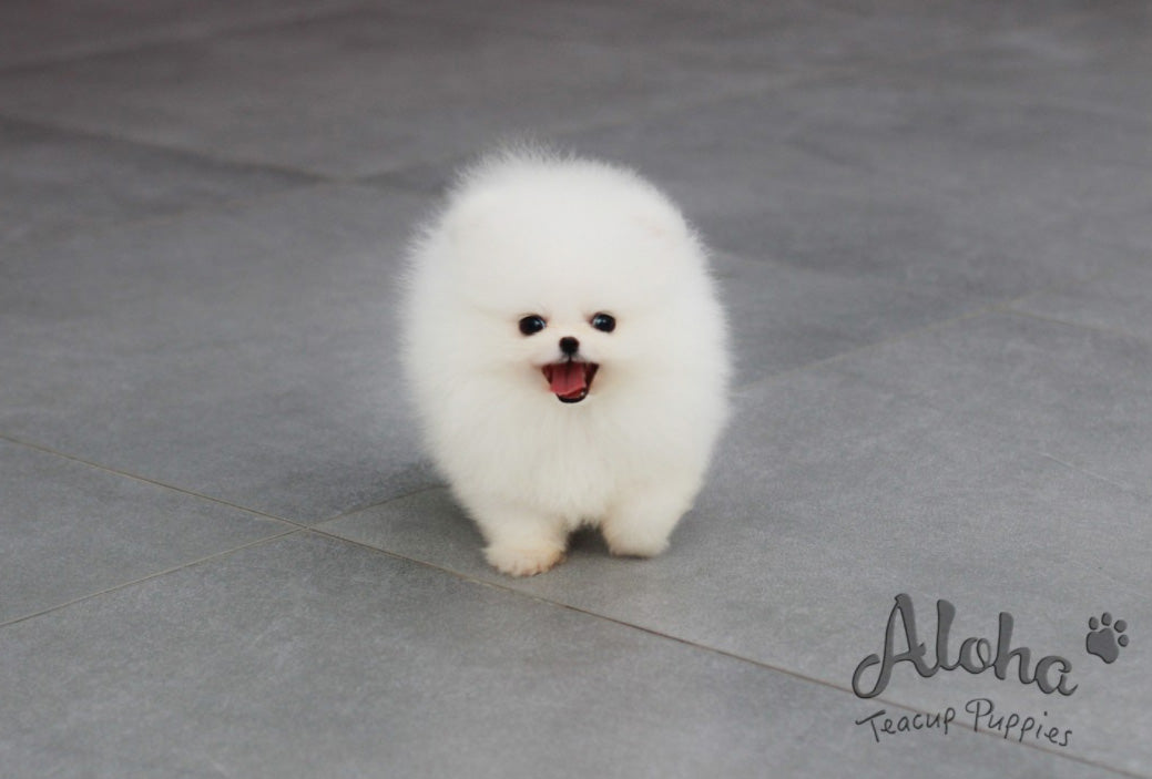 Vendida a Katie, Angel [POMERANIA TAZA DE TÉ]