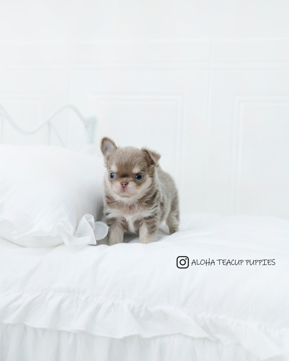 Hugo [CHIHUAHUA]