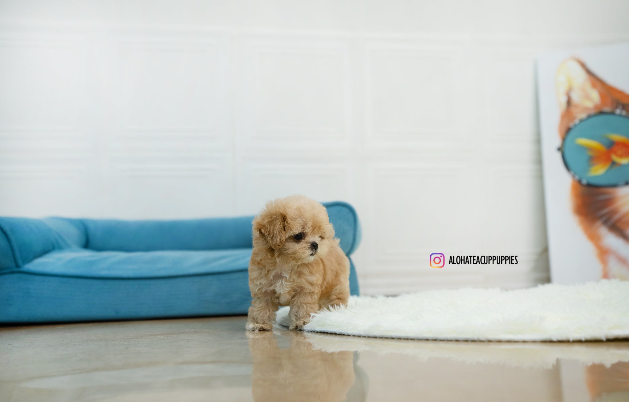 Lumi [TEACUP Maltipoo]