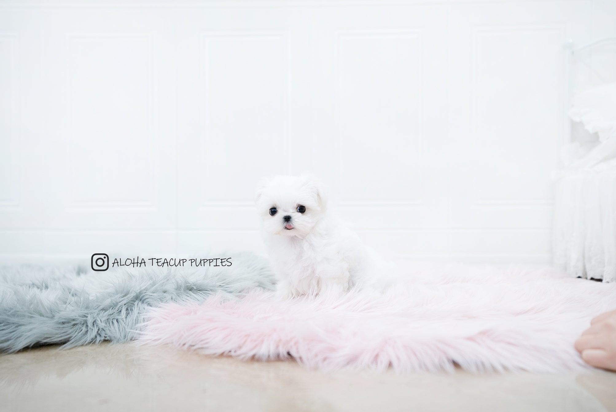 Sunny [TEACUP MALTESE]