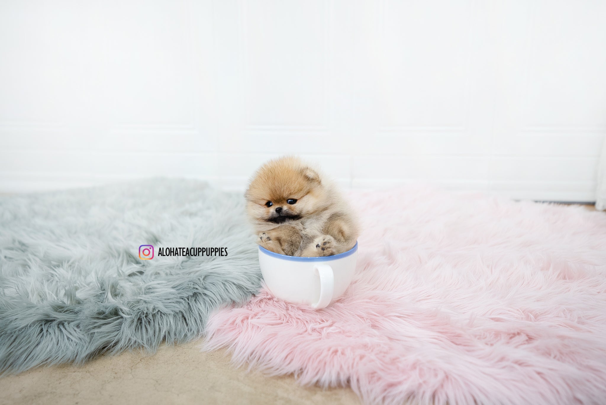 Nessa [TEACUP POMERANIAN]