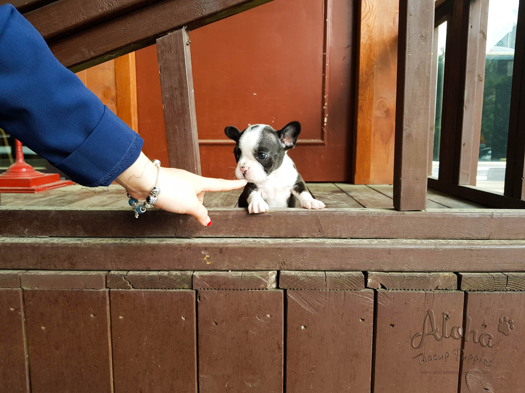 Sold to Jacob, Megan [Teacup French Bulldog]