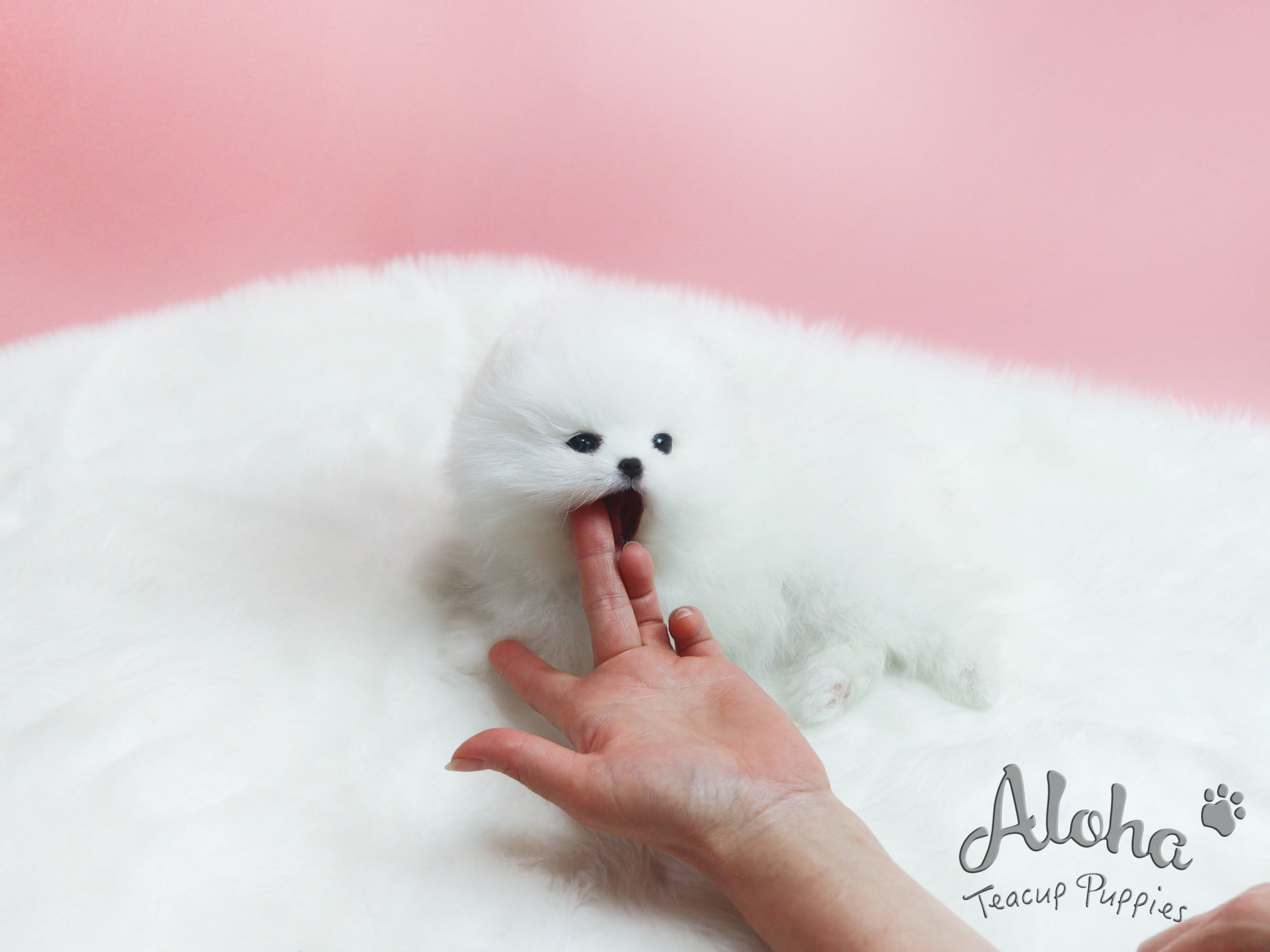 Sold to Yuri, Marshmallow [TEACUP POMERANIAN]