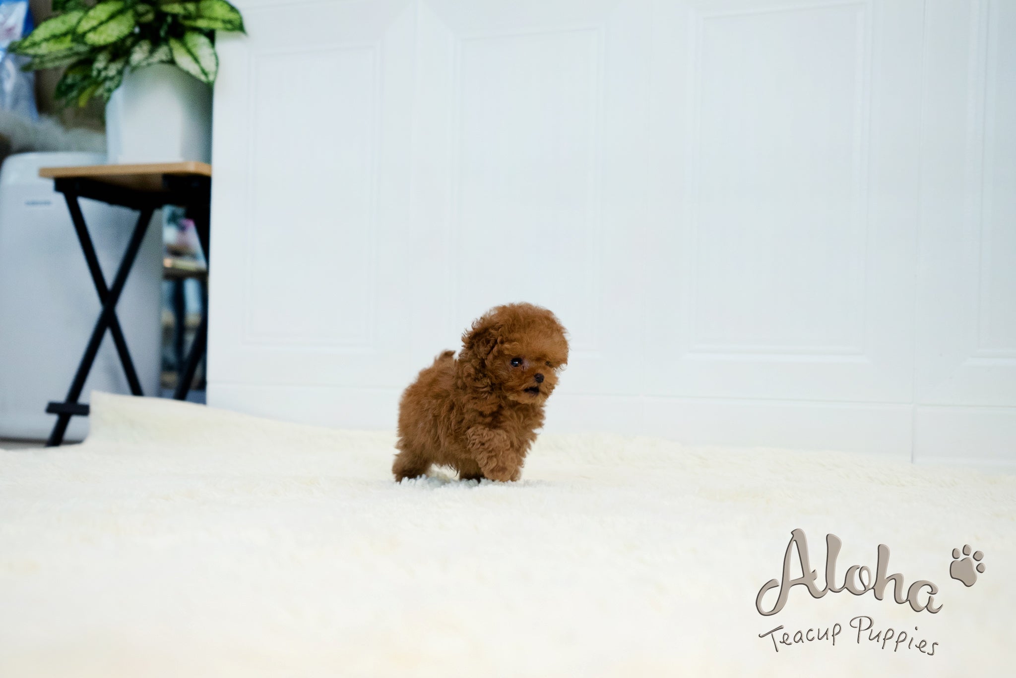 Thor [TEACUP POODLE]
