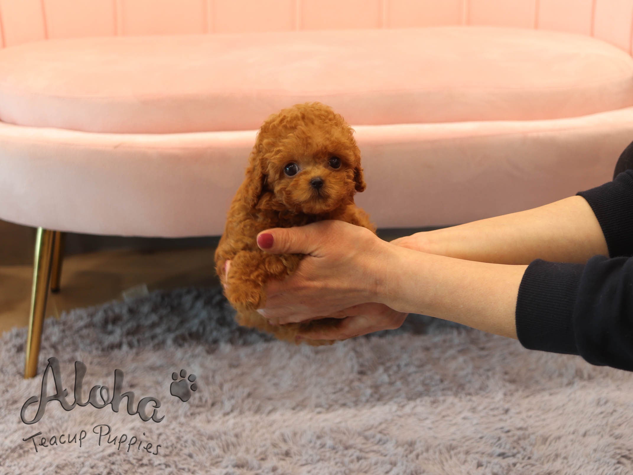 Mignon [TEACUP POODLE]