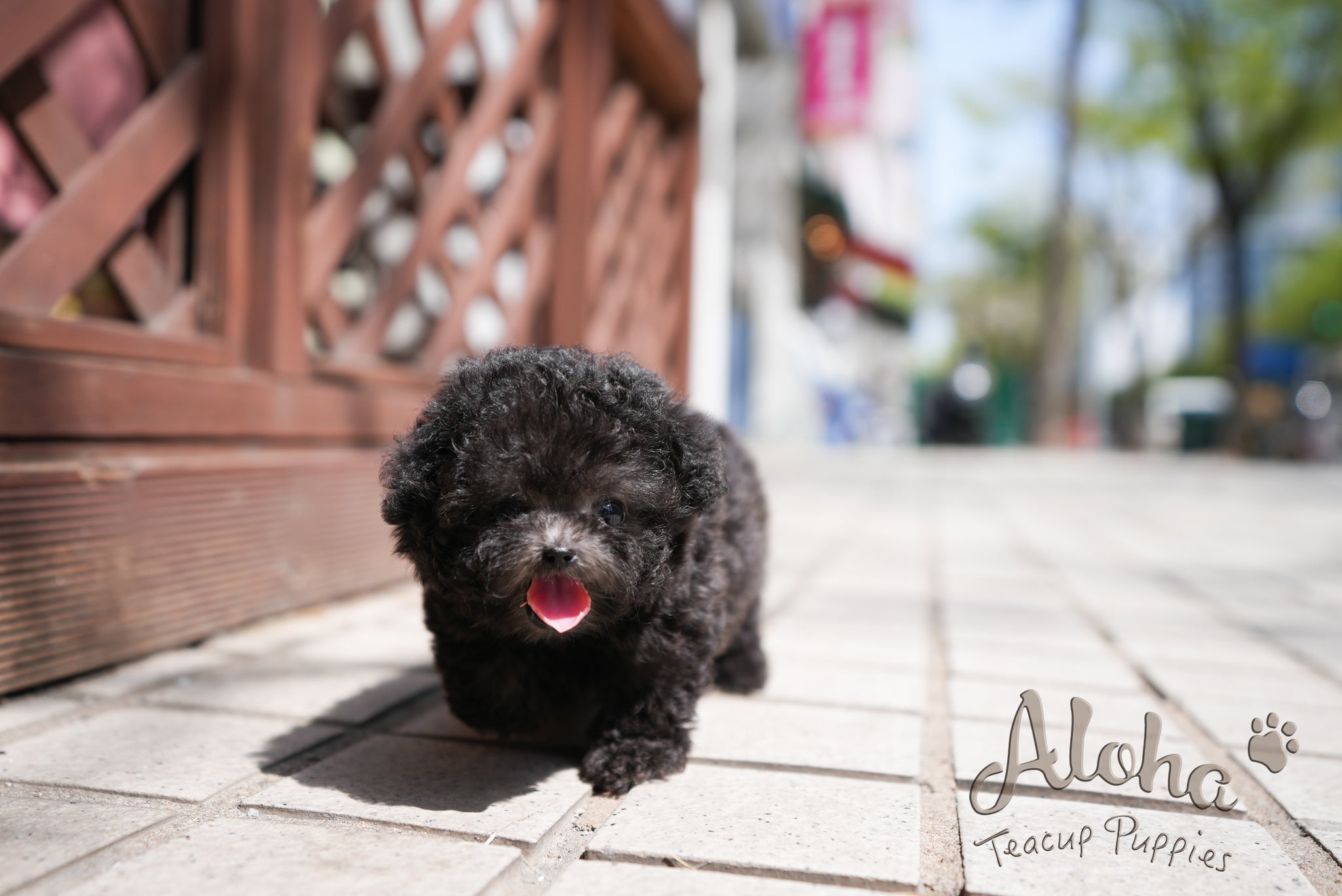 Caleb [TEACUP POODLE]