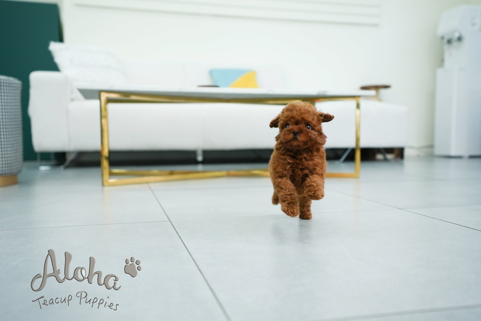 Olivia [TEACUP POODLE]