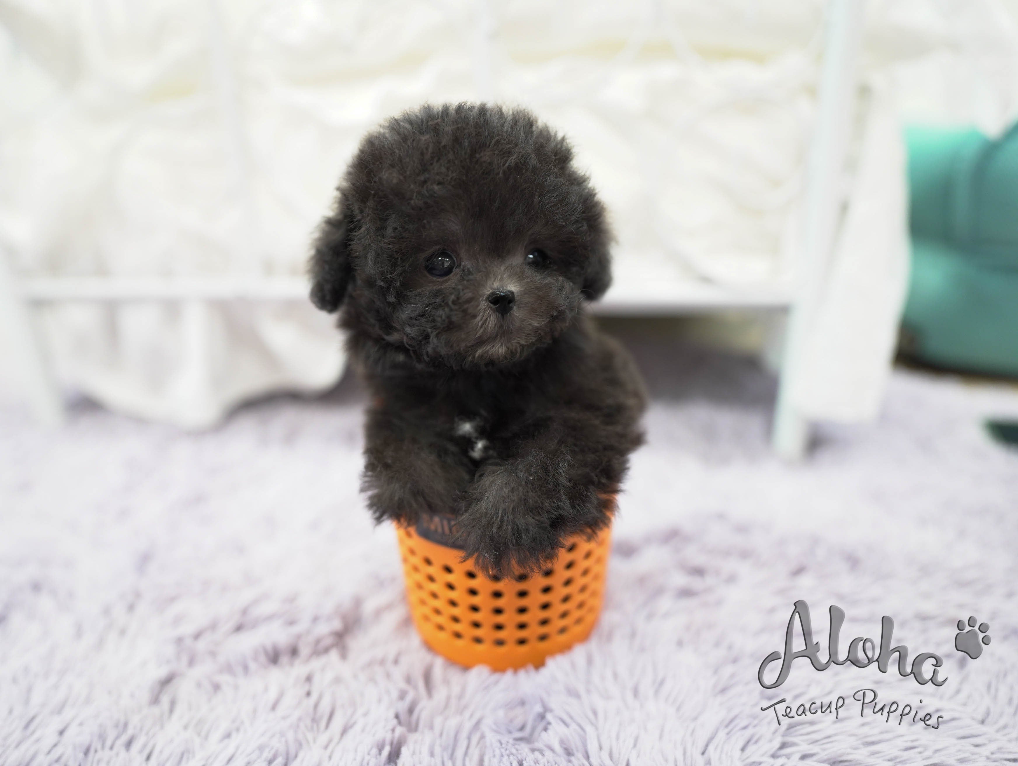 Tori [TEACUP POODLE]
