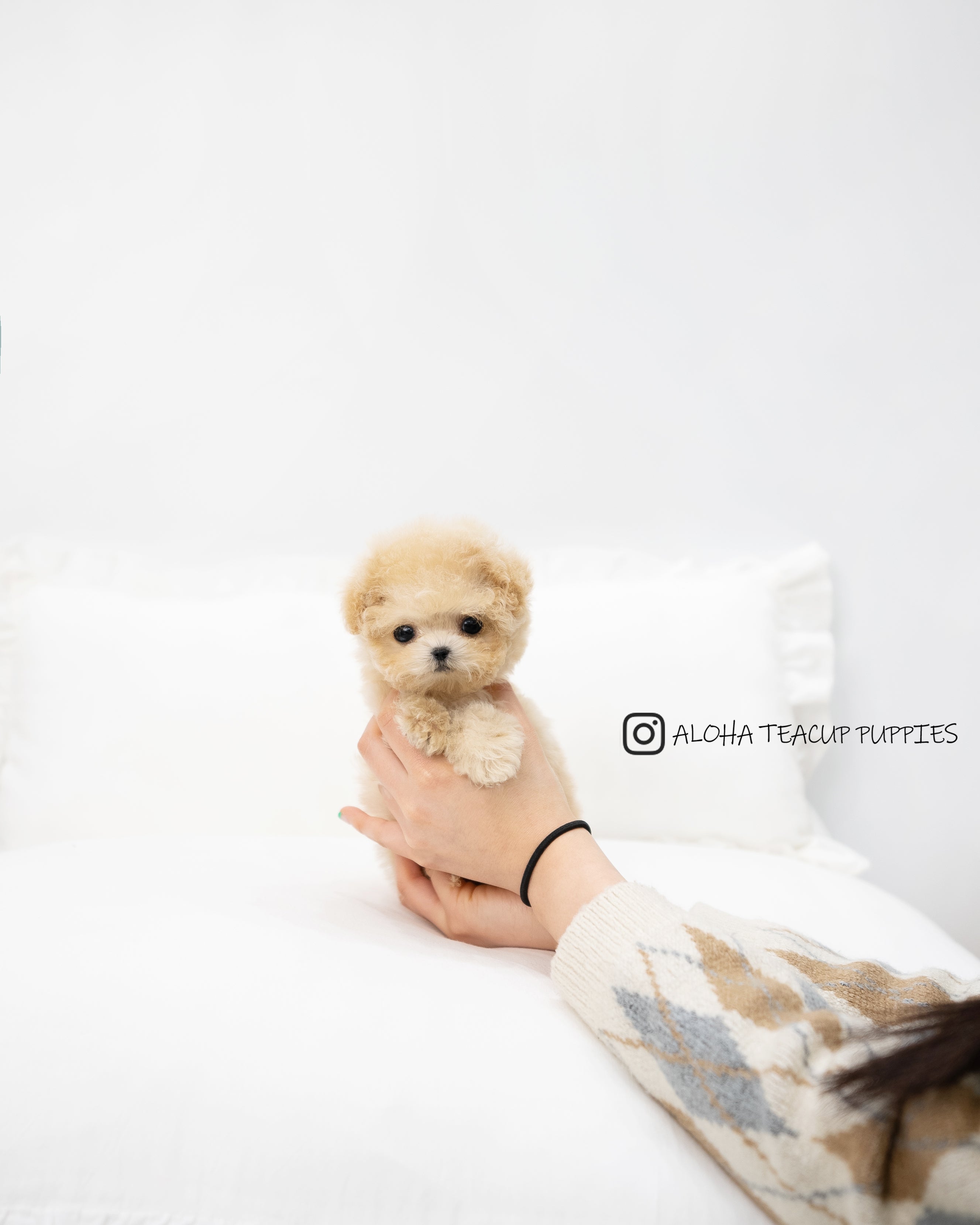 Teddy [TEACUP POODLE]