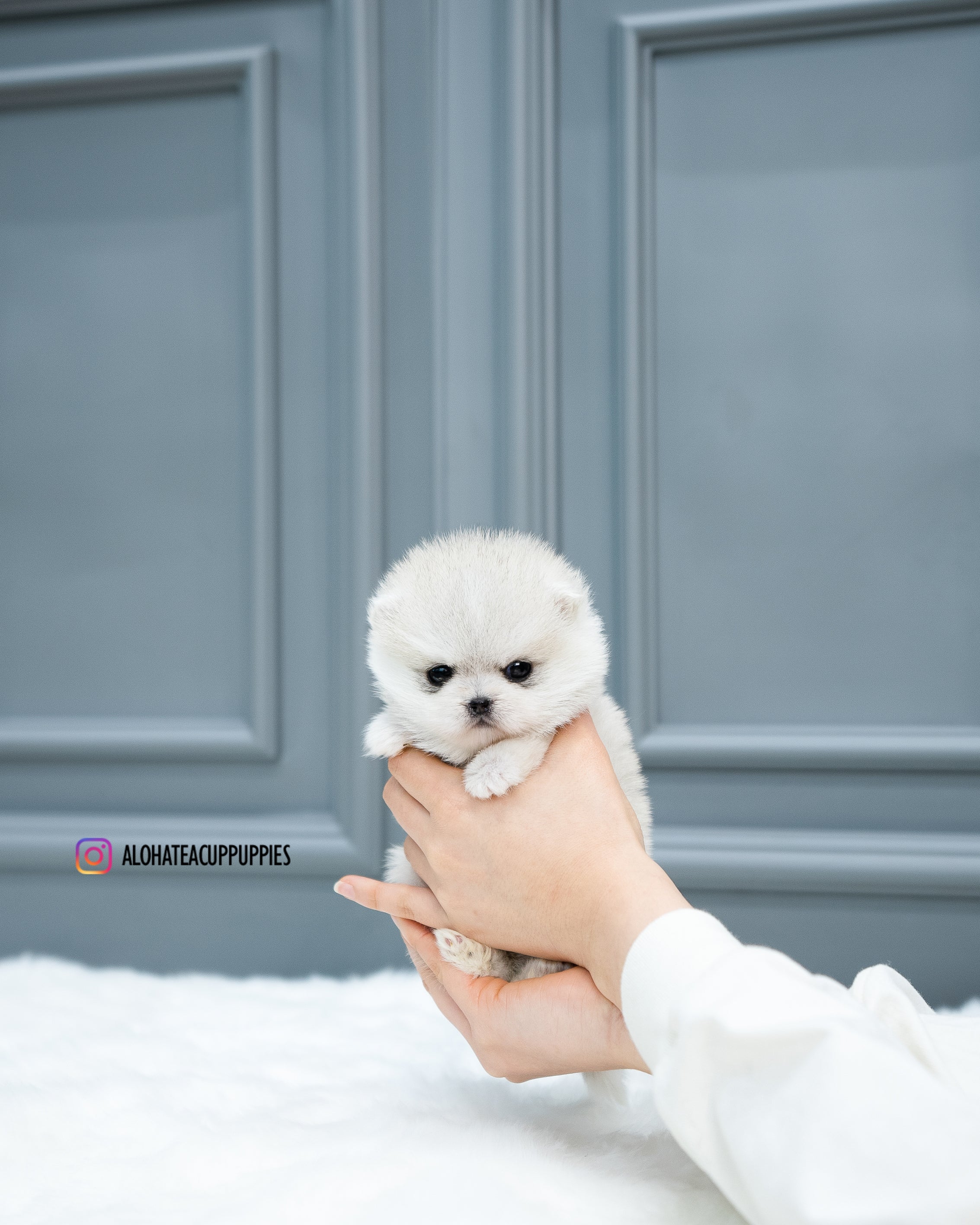 Lena [TEACUP Pomsky]