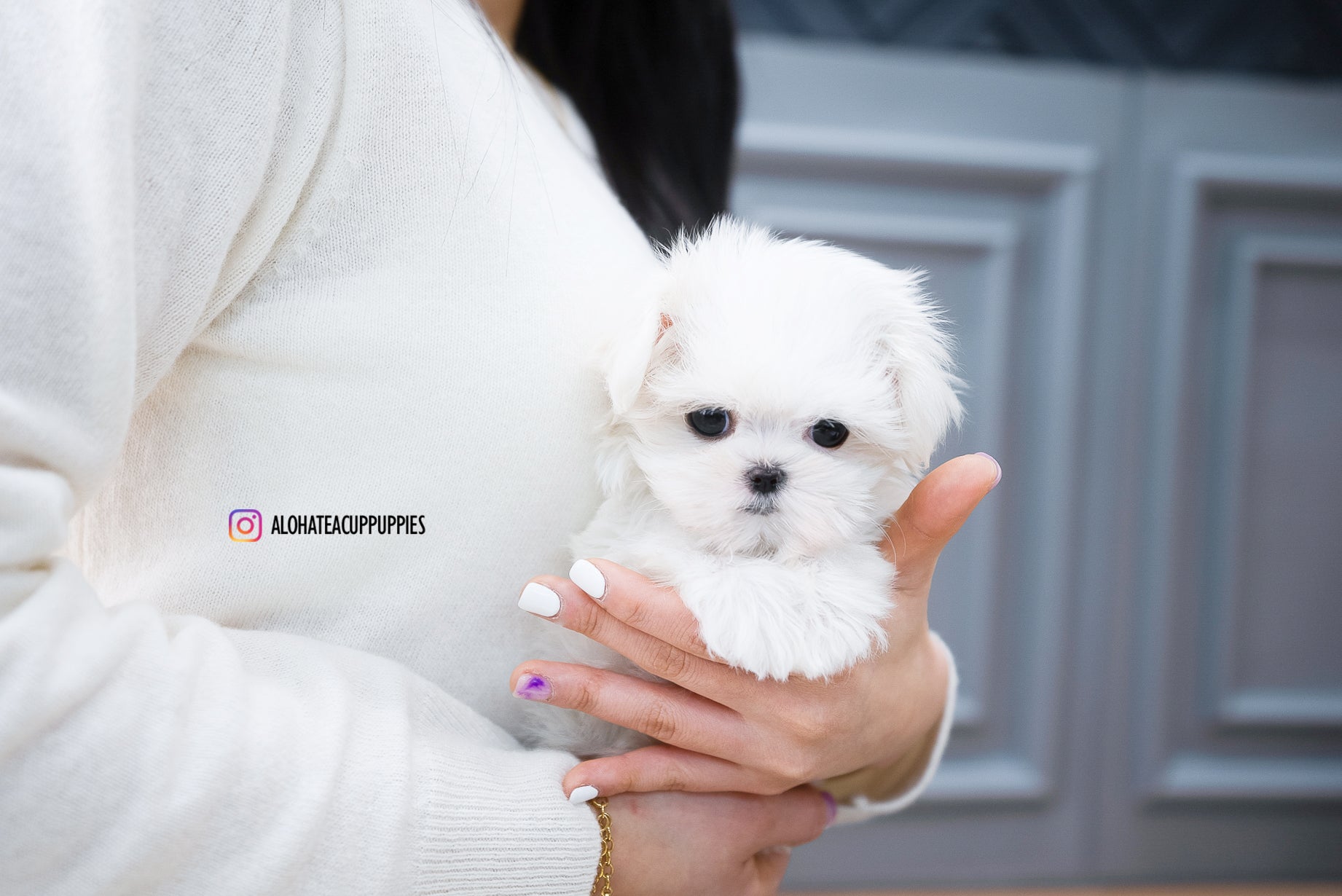 Ted [TEACUP MALTESE]
