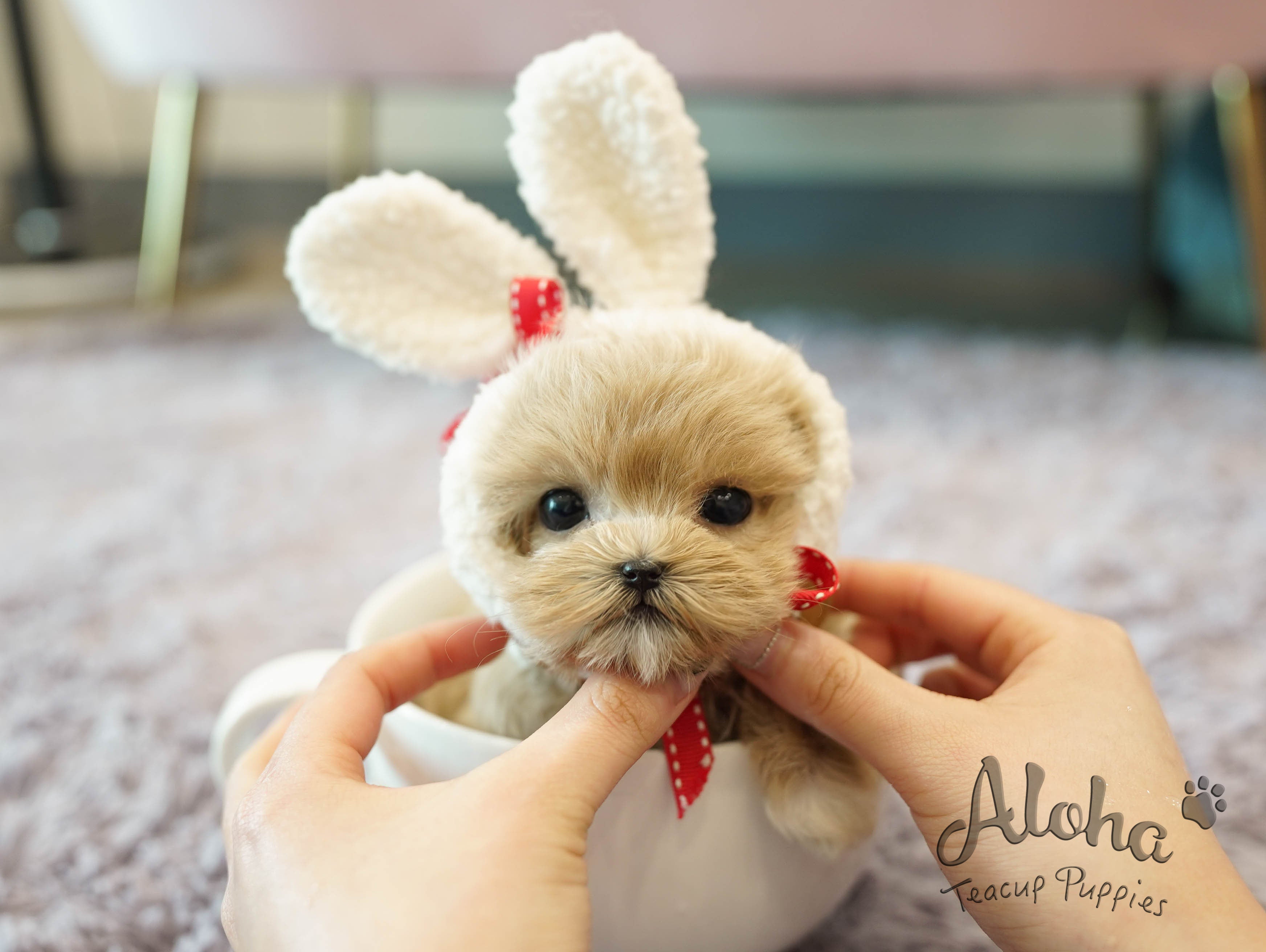 Fiona [TEACUP MALTIPOO]