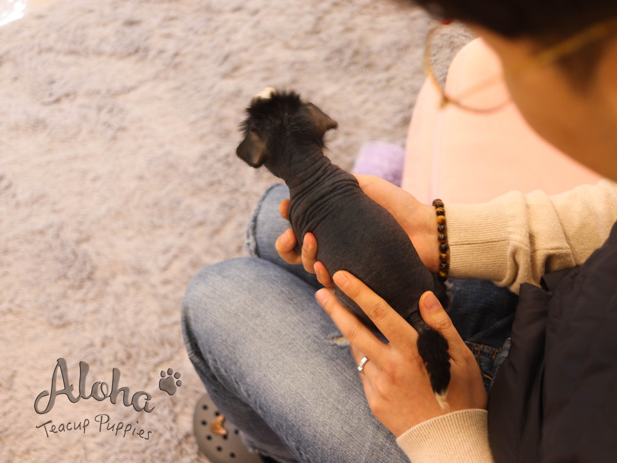 Verawang [TEACUP Chinese Crested]