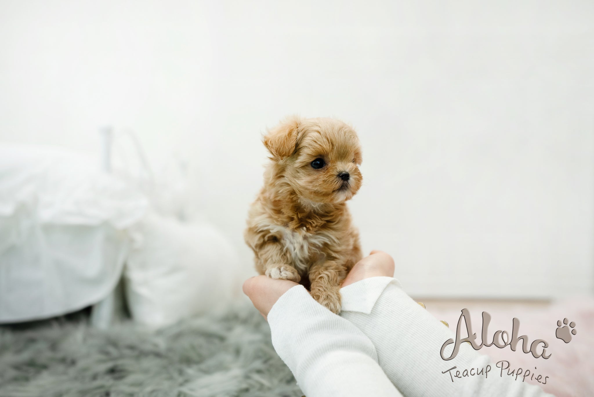 Leo [TEACUP MALTIPOO]