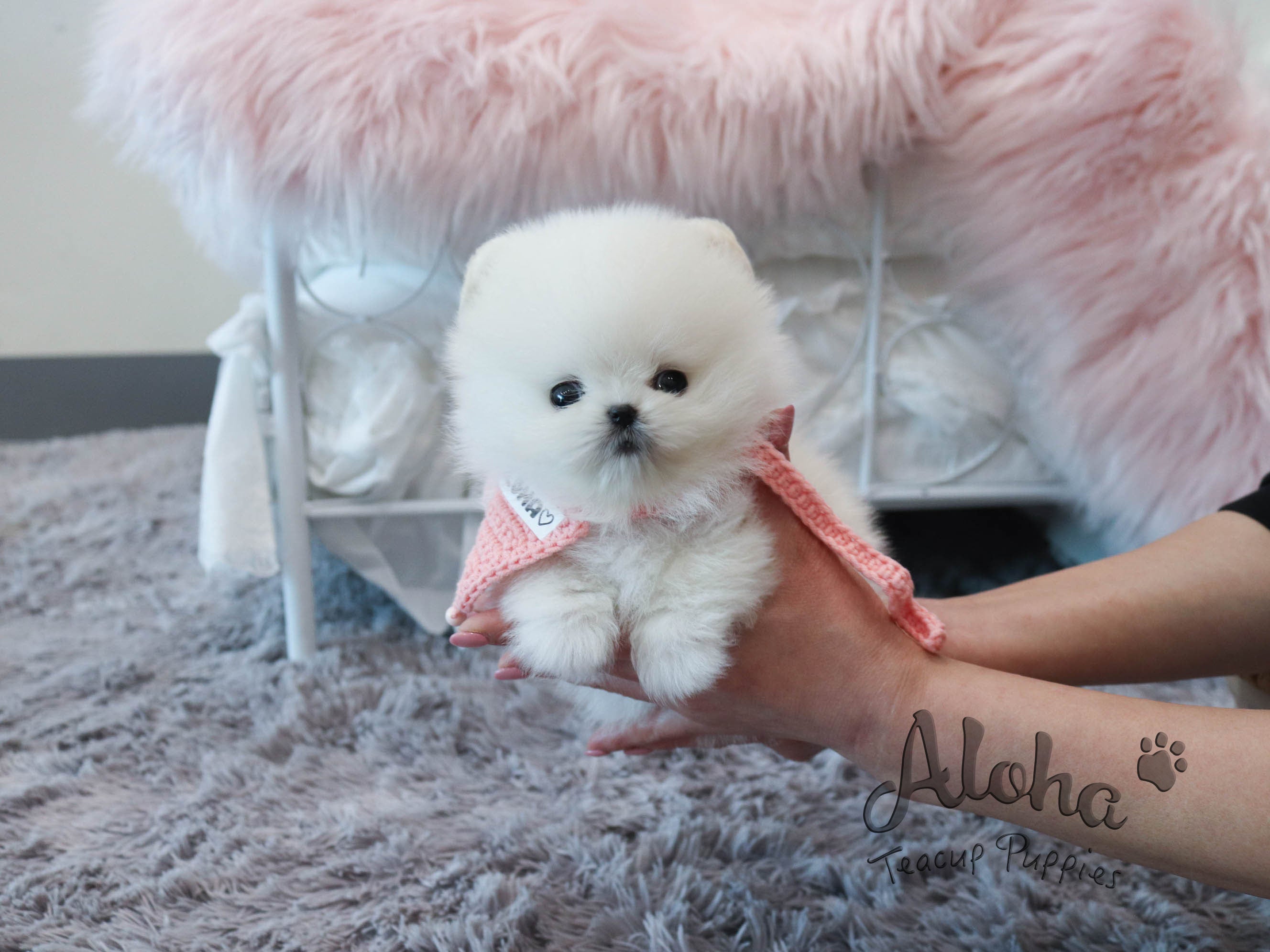 Mary [TEACUP POMERANIAN]