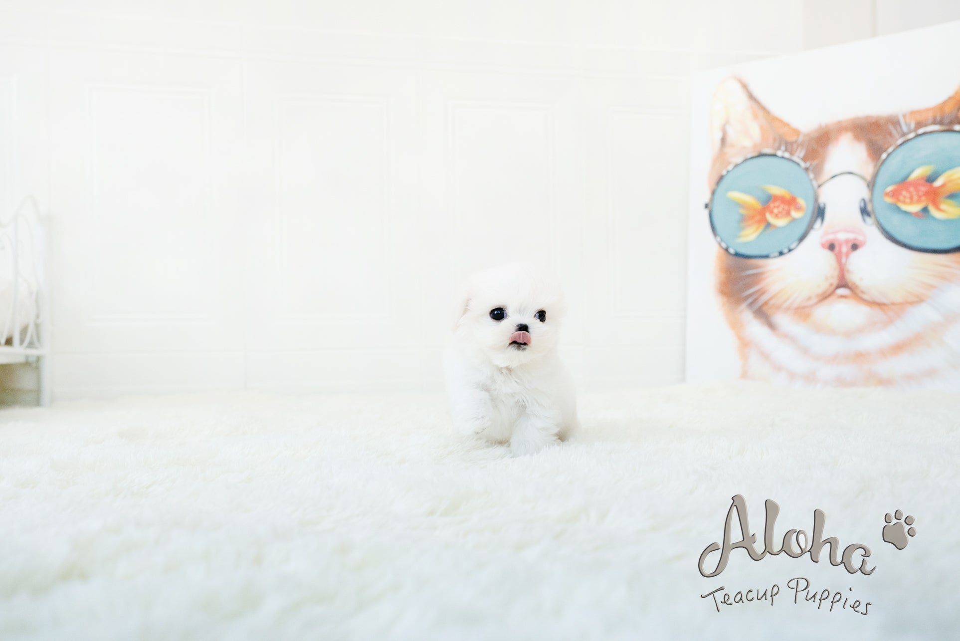 WOODY [TEACUP MALTESE]