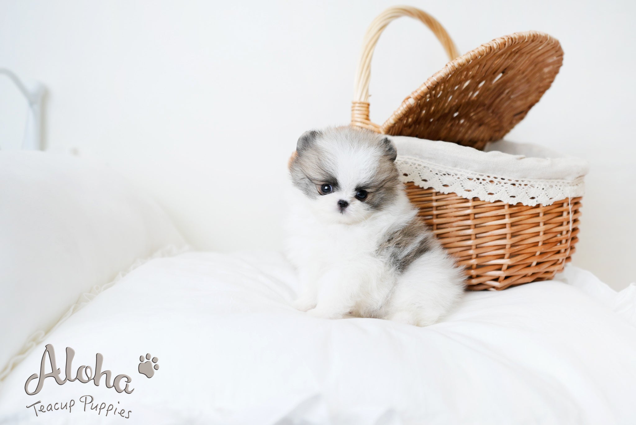 Lukas [TEACUP POMERANIAN]