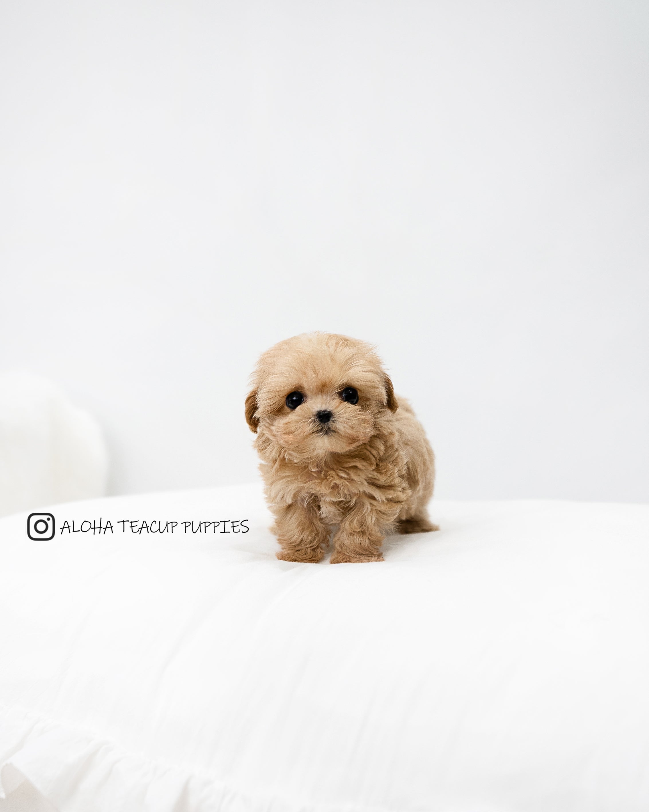 Dorothy [TEACUP MALTIPOO]