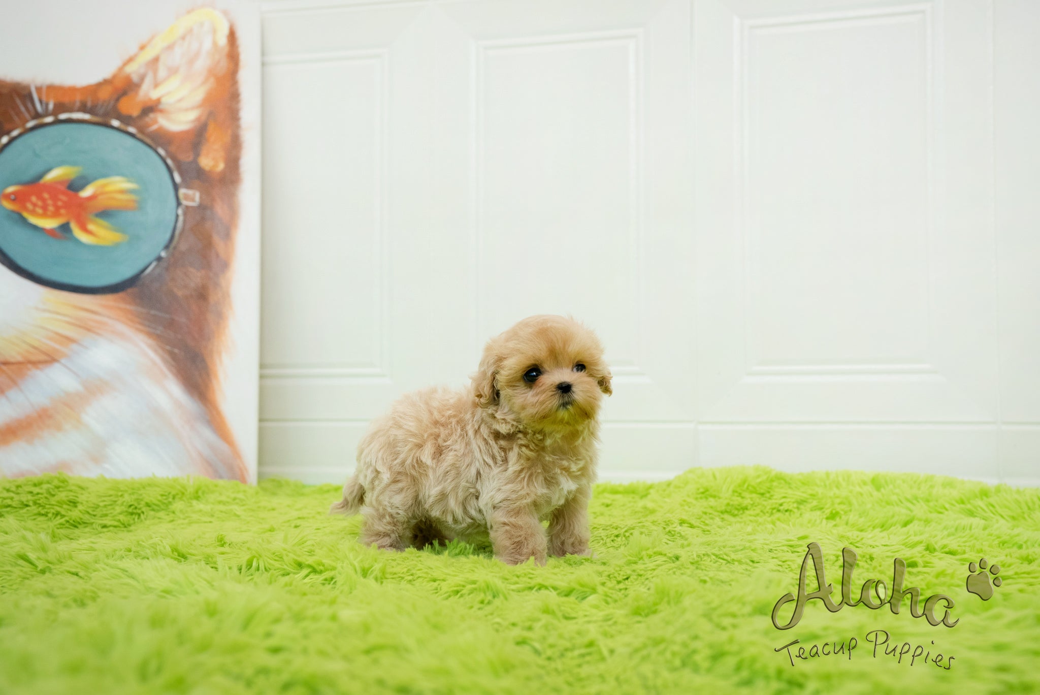 Mia [TEACUP MALTIPOO]
