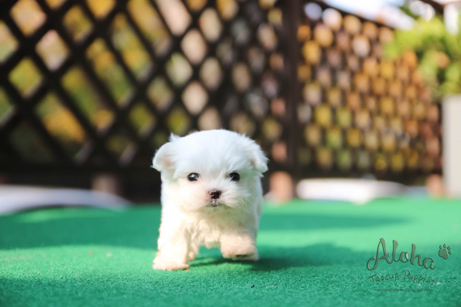 Melon [Teacup Maltese]