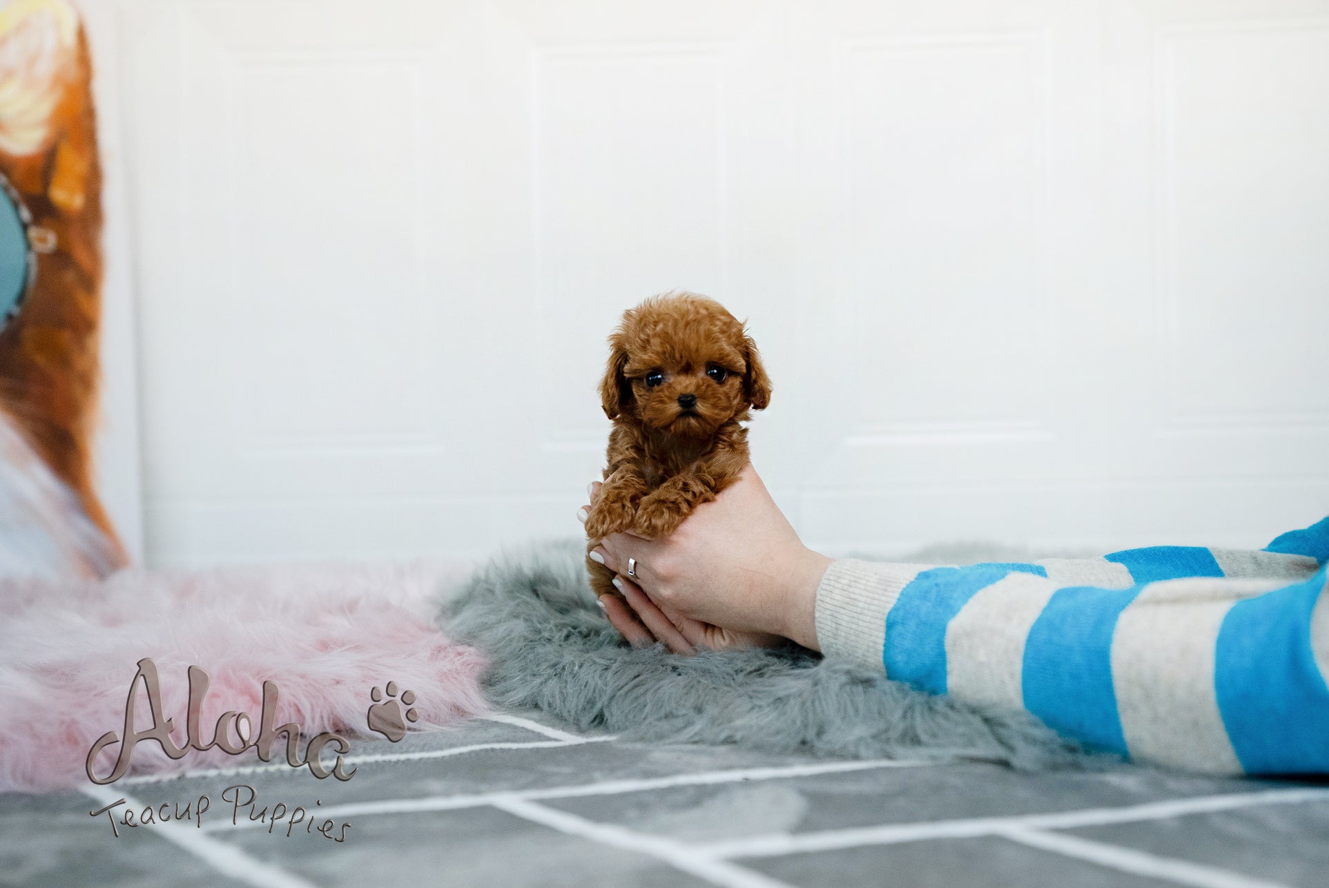 Jenny [TEACUP MALTIPOO]