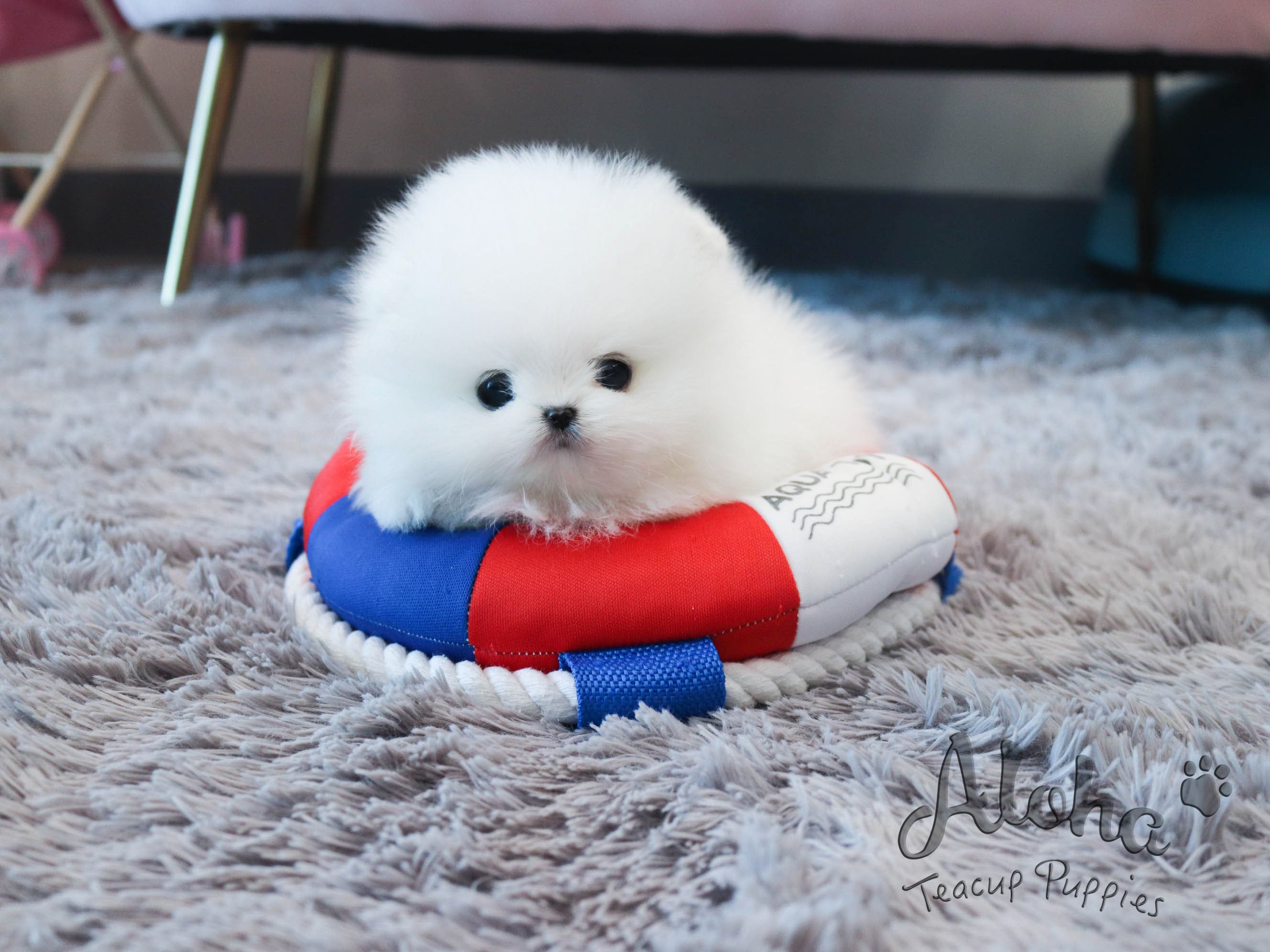 Anna&Sui [TEACUP POMERANIAN]