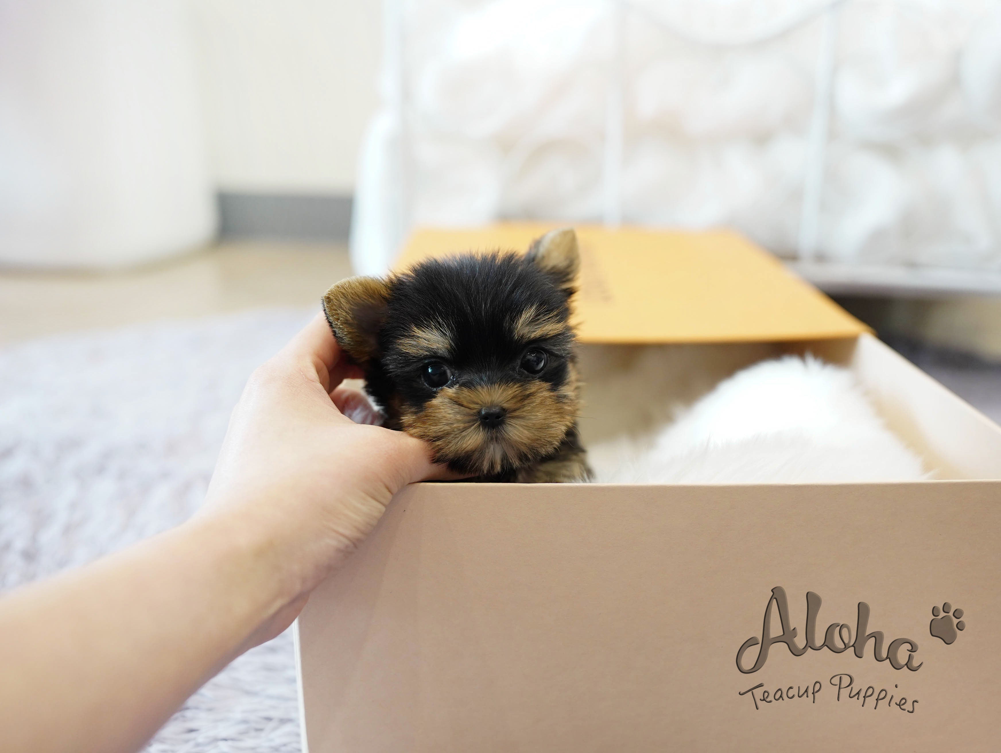 TIFFANY [TEACUP YORKIE]