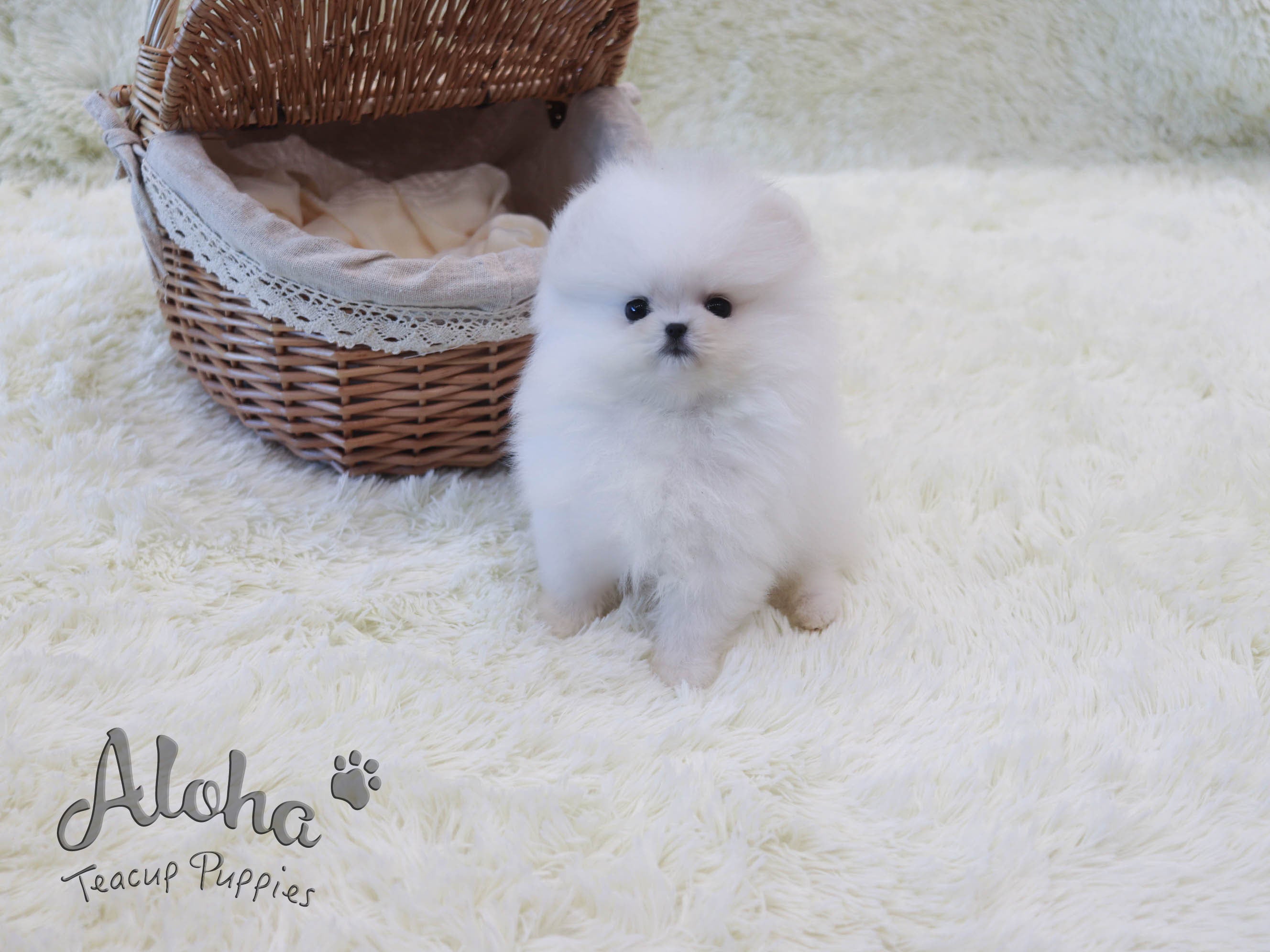 Bailey [TEACUP POMERANIAN]