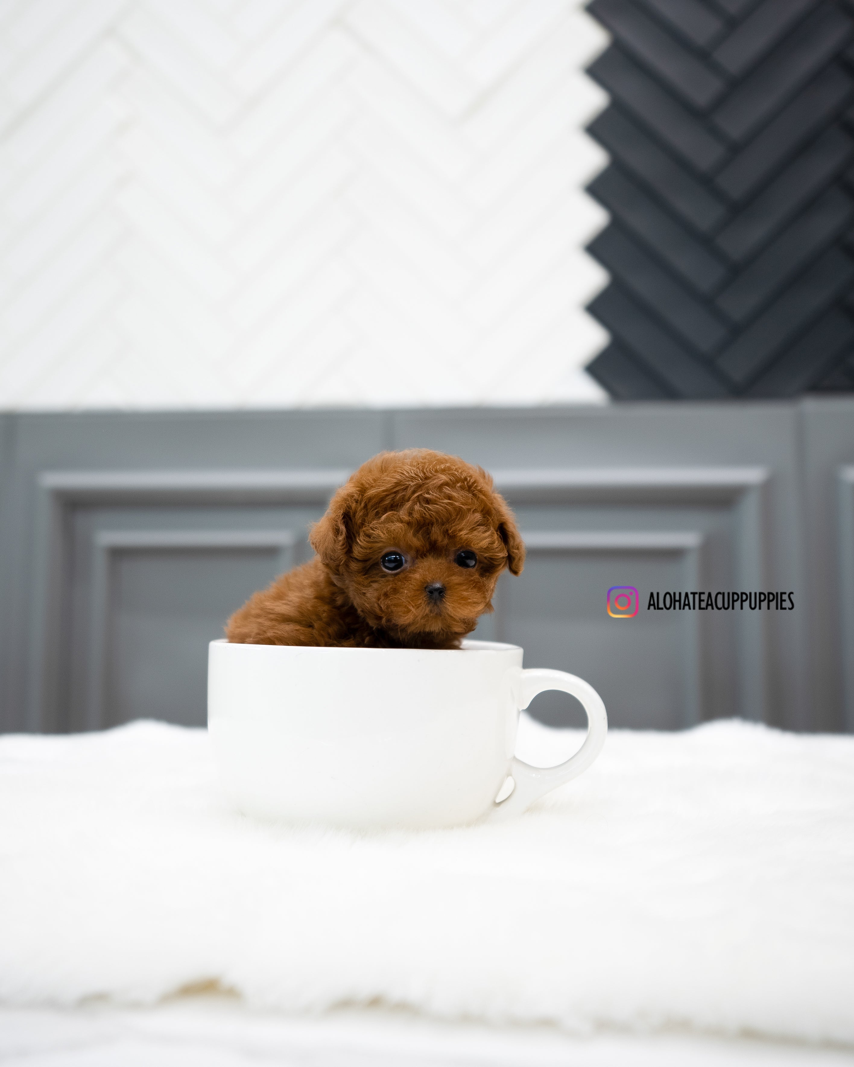 Dan [TEACUP POODLE]