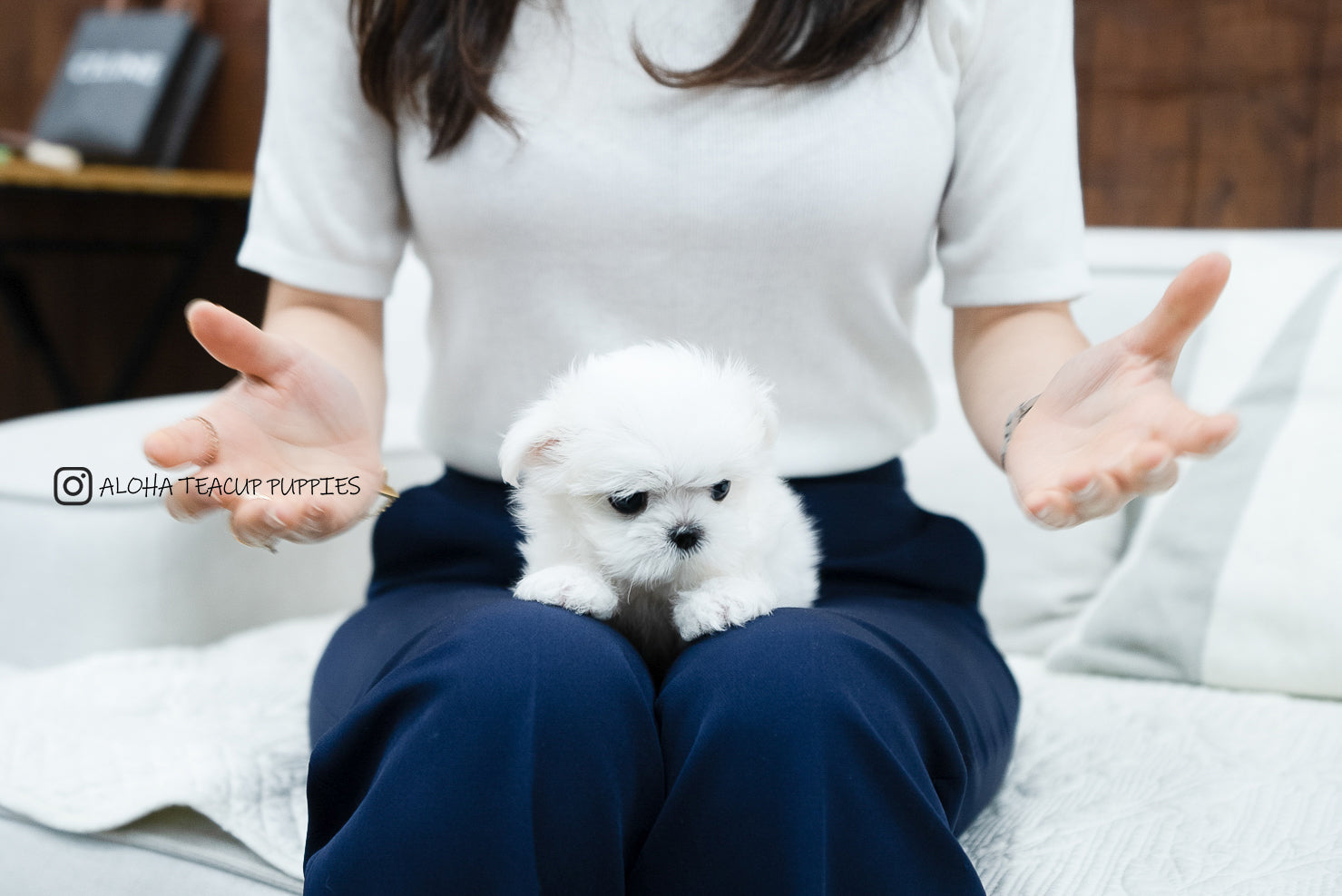 Bono [TEACUP MALTESE]