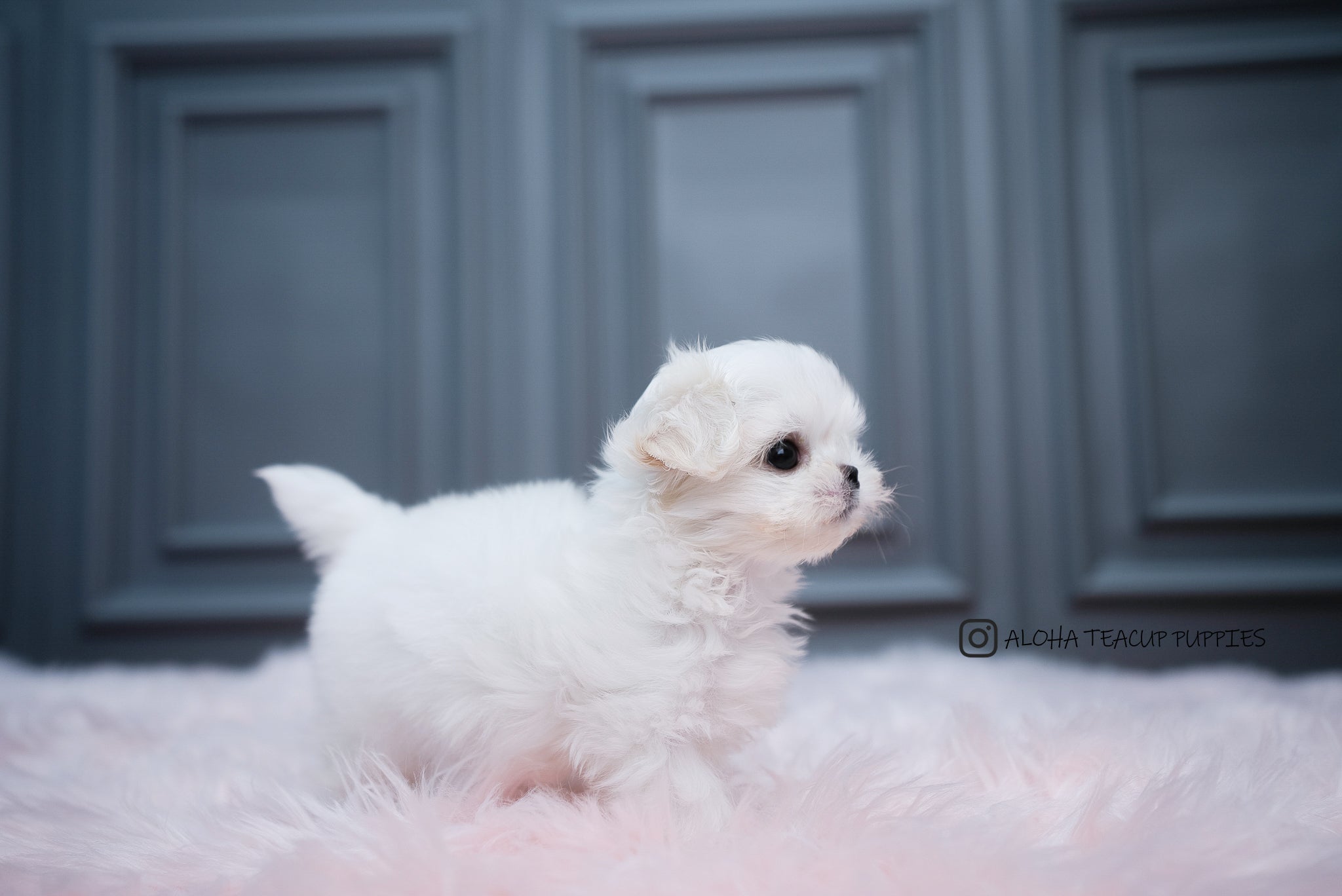 Aria [TEACUP MALTESE]