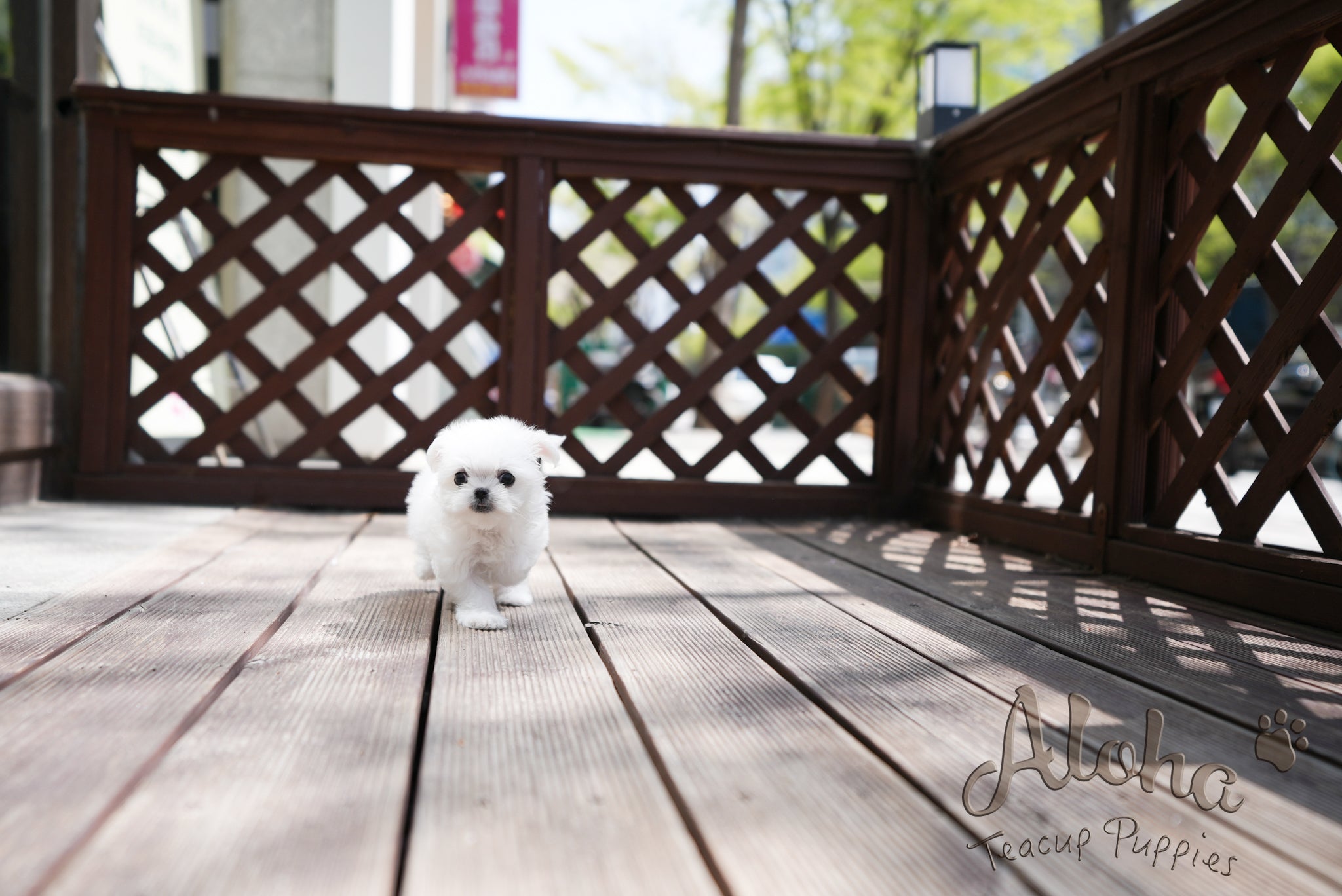 Daisy [TEACUP MALTESE]