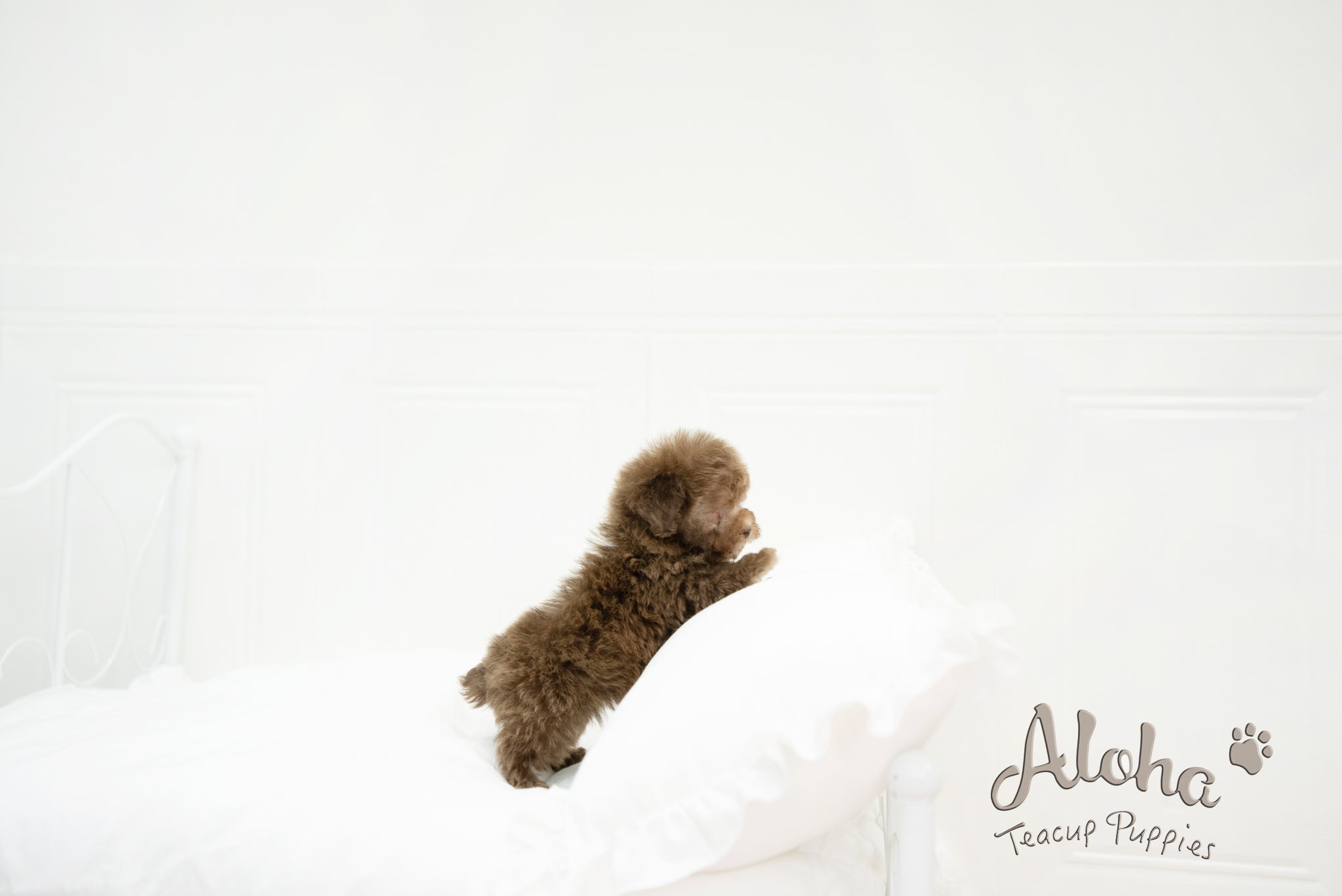 Lucy [TEACUP POODLE]