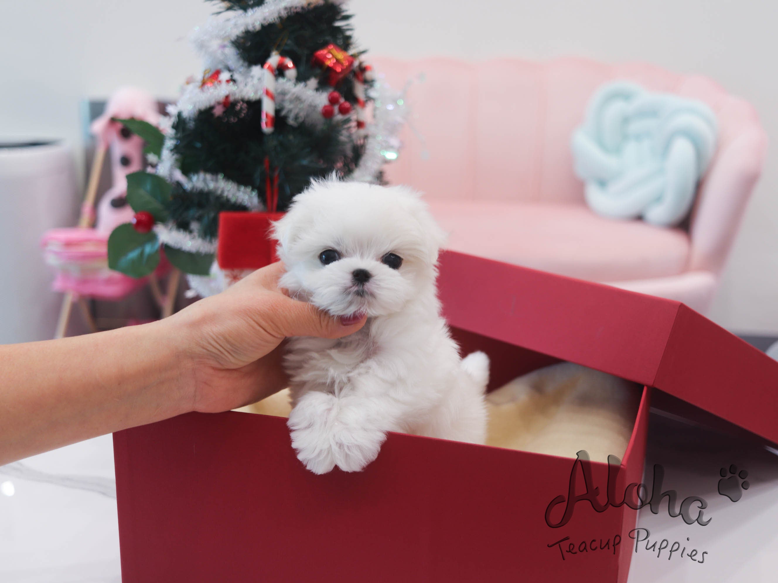 Rudolph [TEACUP Maltese]
