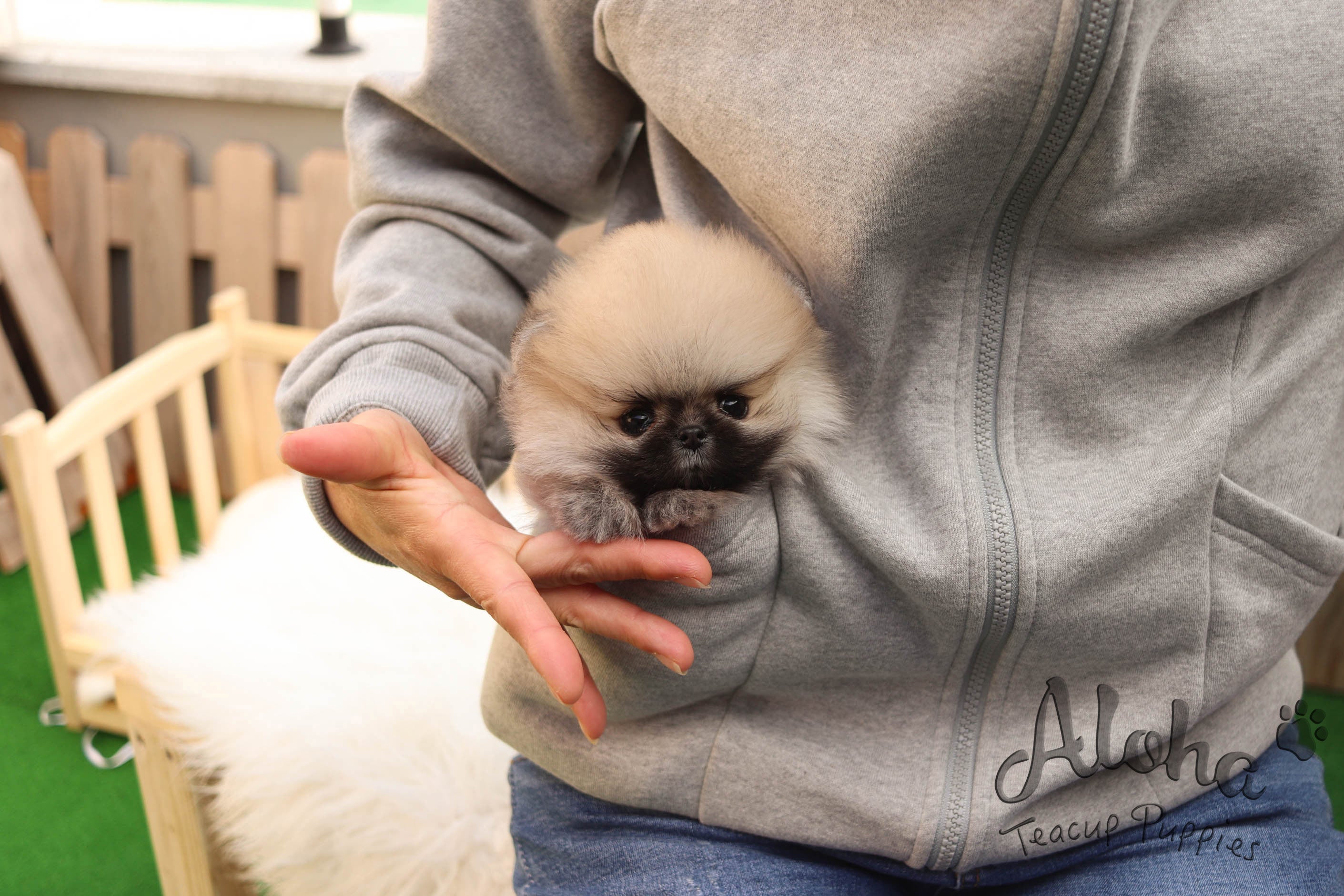 Vendido a Timothy, Brownie [Pomerania TOY]
