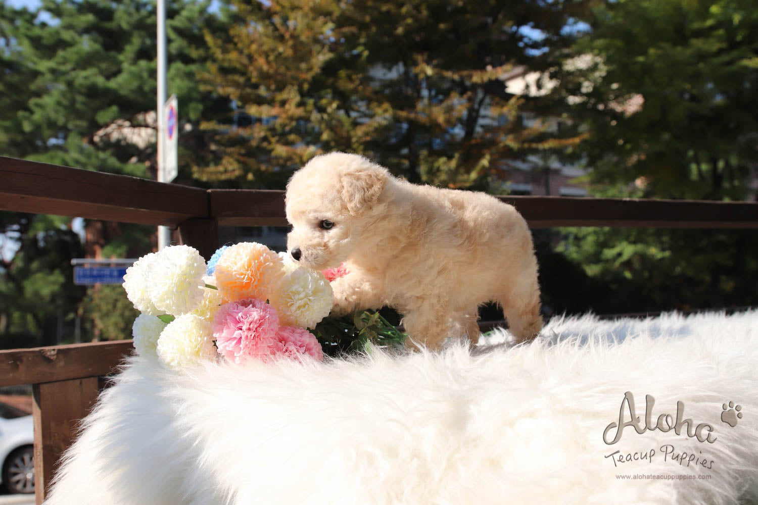 Cheese - [Poodle]