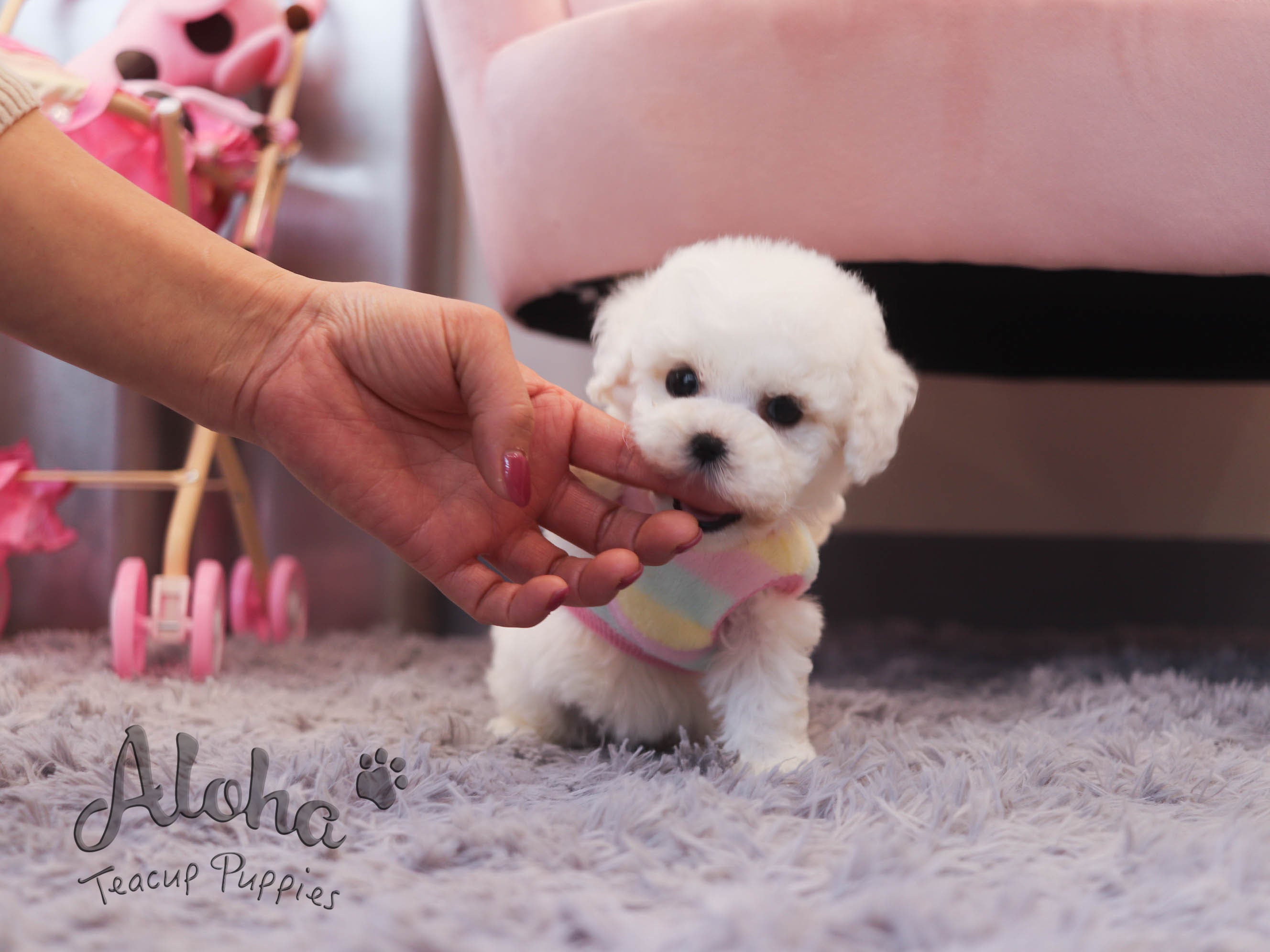 Dorothy [TEACUP Bichon]