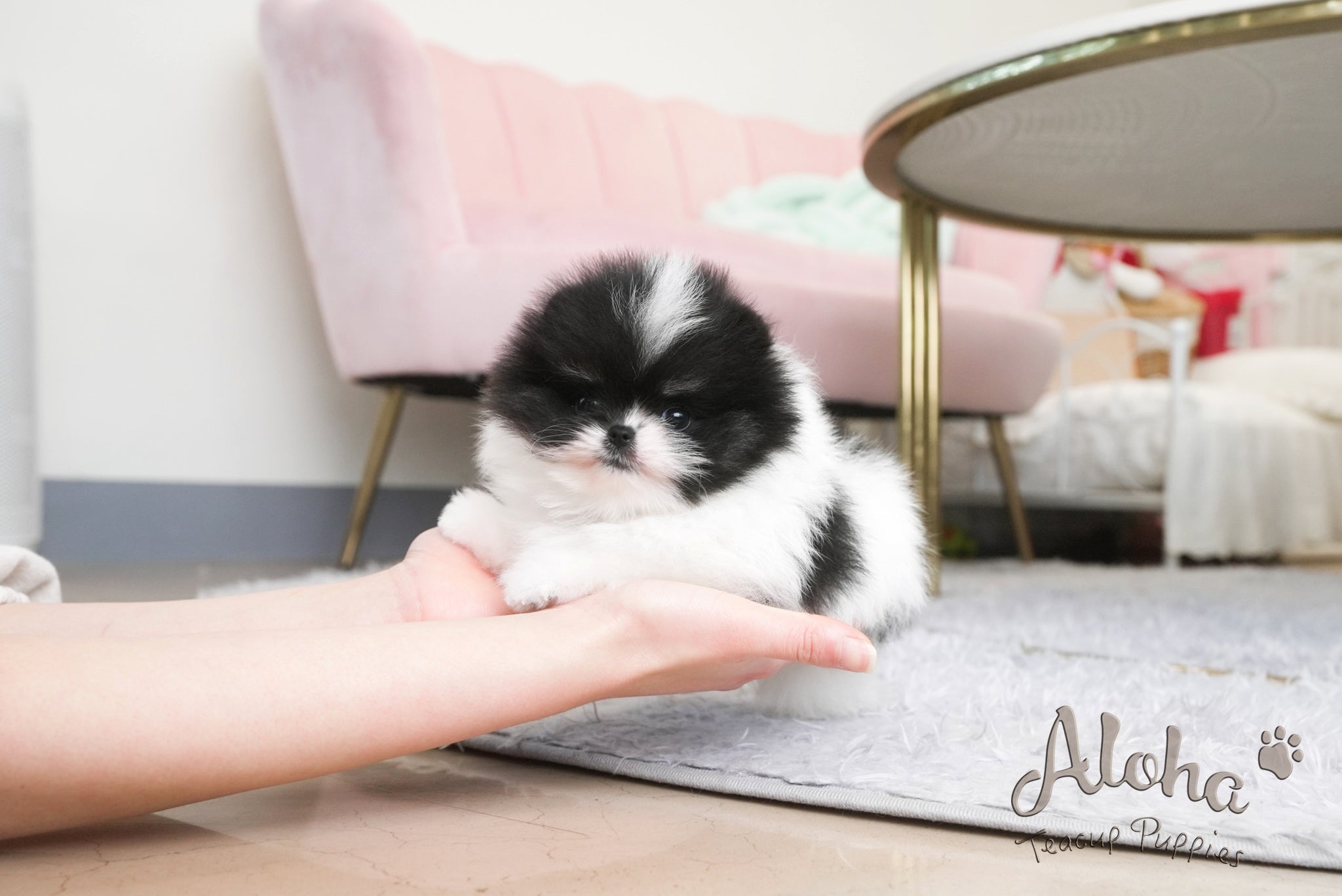 Grant [TEACUP POMERANIAN]
