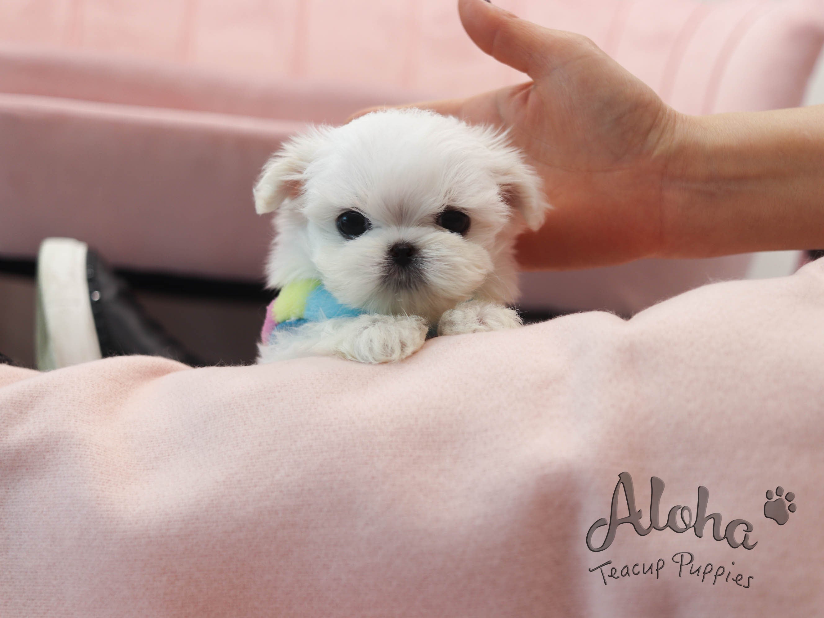 cotton [TEACUP MALTESE]