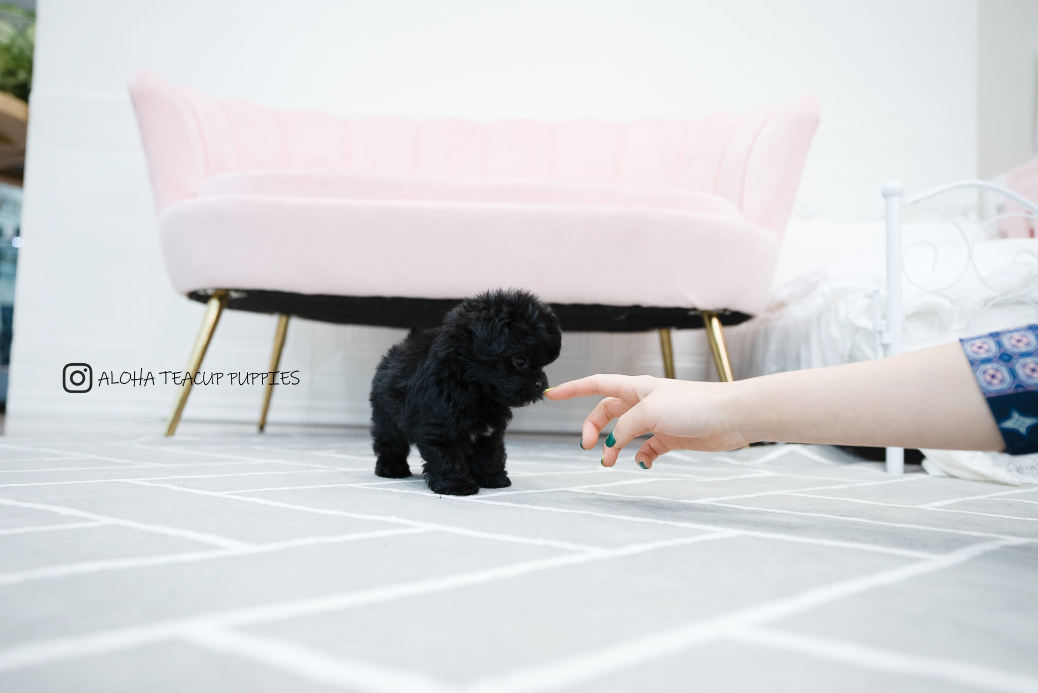 Tarry [TEACUP MALTIPOO]
