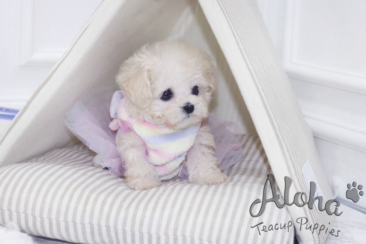 Haribo [POODLE TOY]