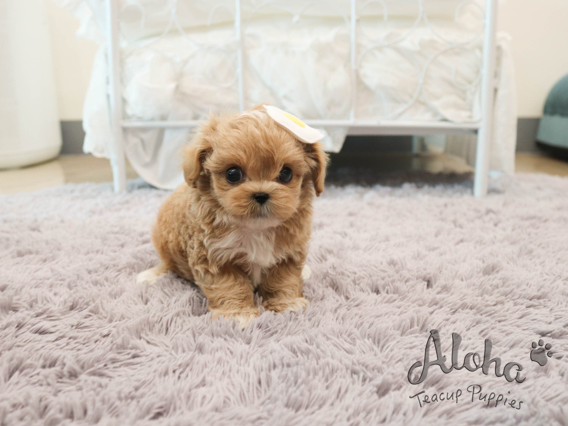 Morris [TEACUP MALTIPOO]