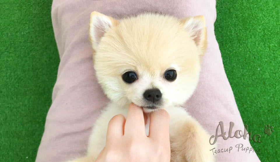 Vendido a Jocelyn, ELLA - [Pomerania miniatura]