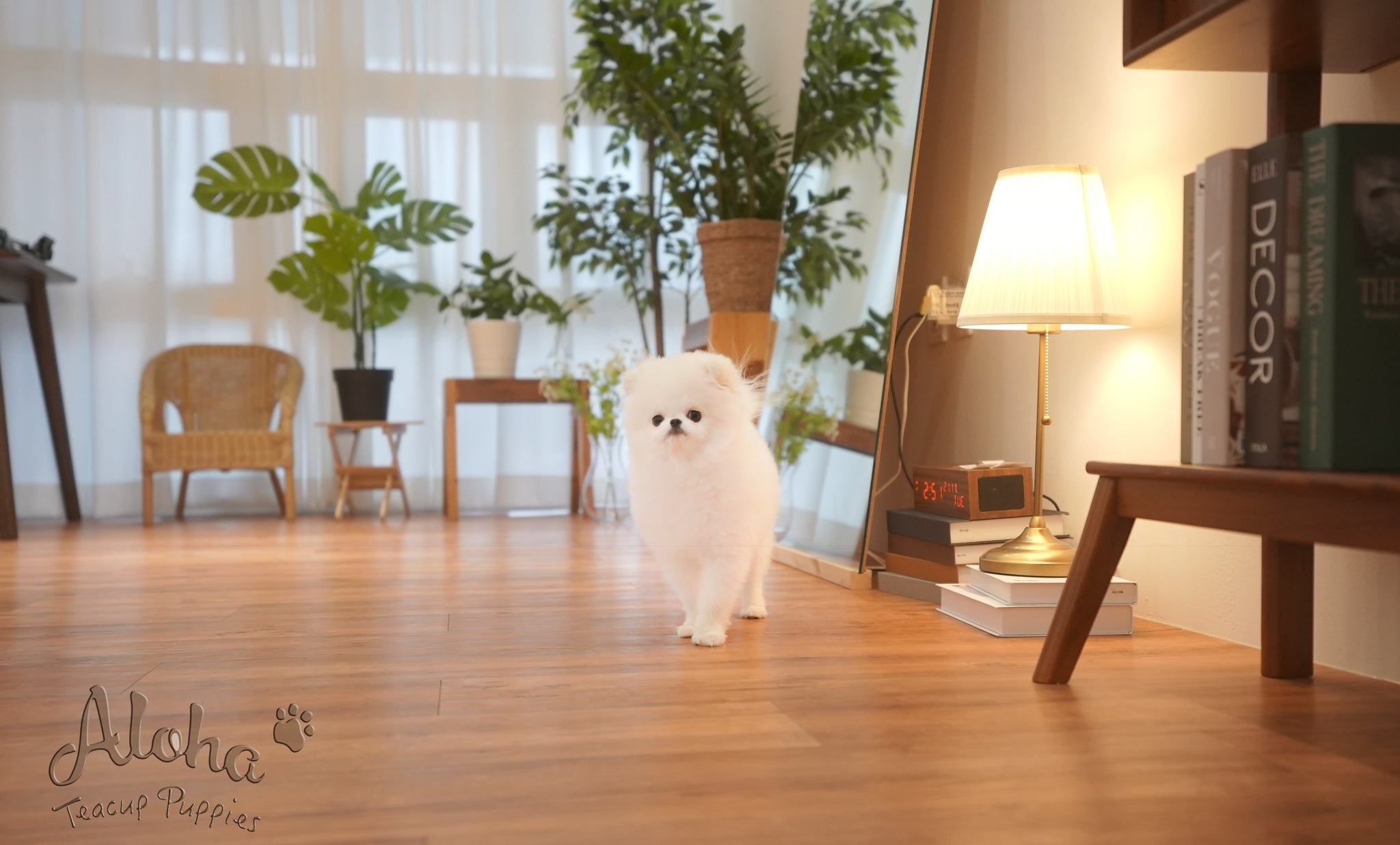 Oscar [TEACUP POMERANIAN]