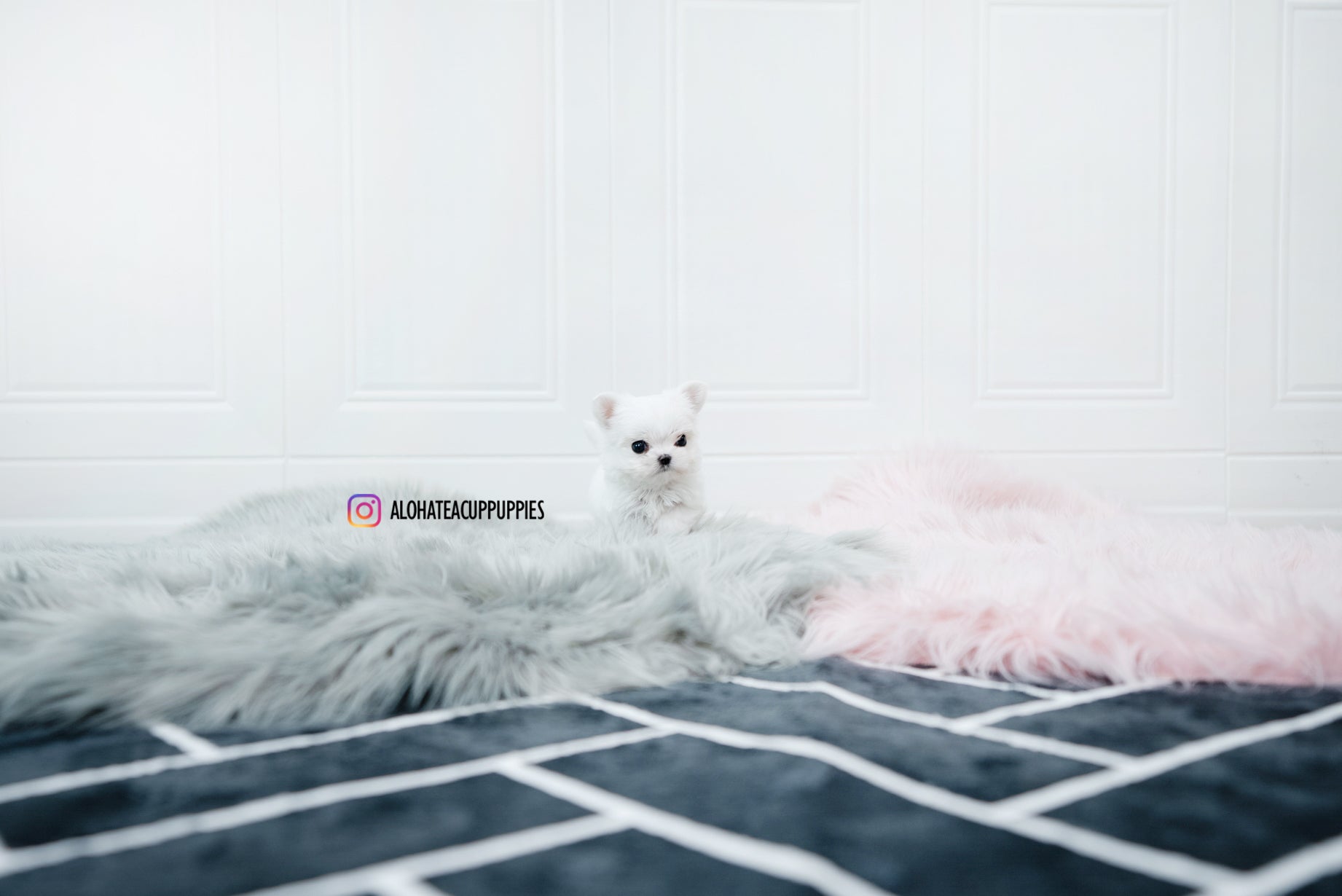 Tiana [TEACUP MALTESE]